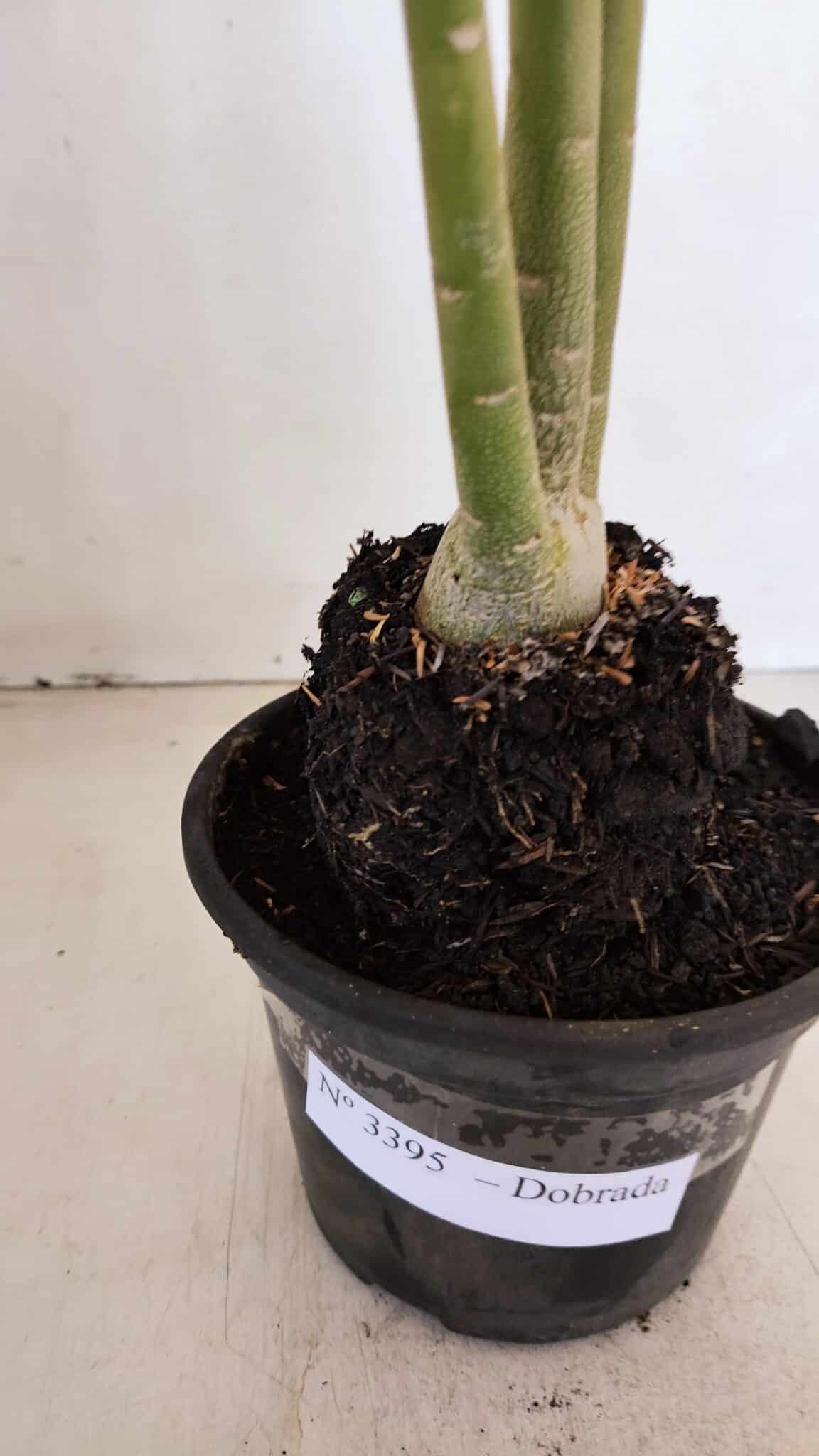 Planta Dobrada 3395 – 35cm – 03 anos - foto 6