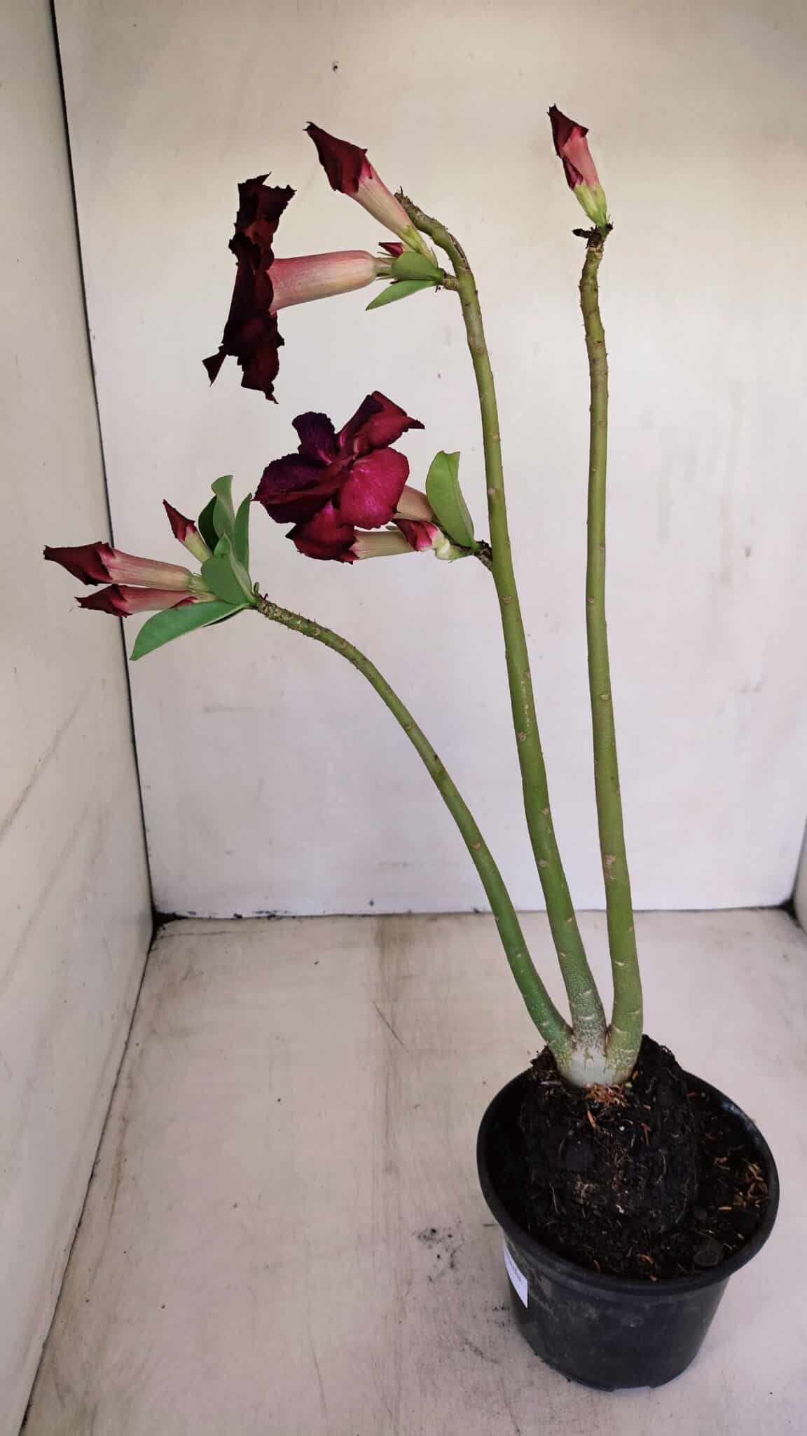 Planta Dobrada 3395 – 35cm – 03 anos - foto 5