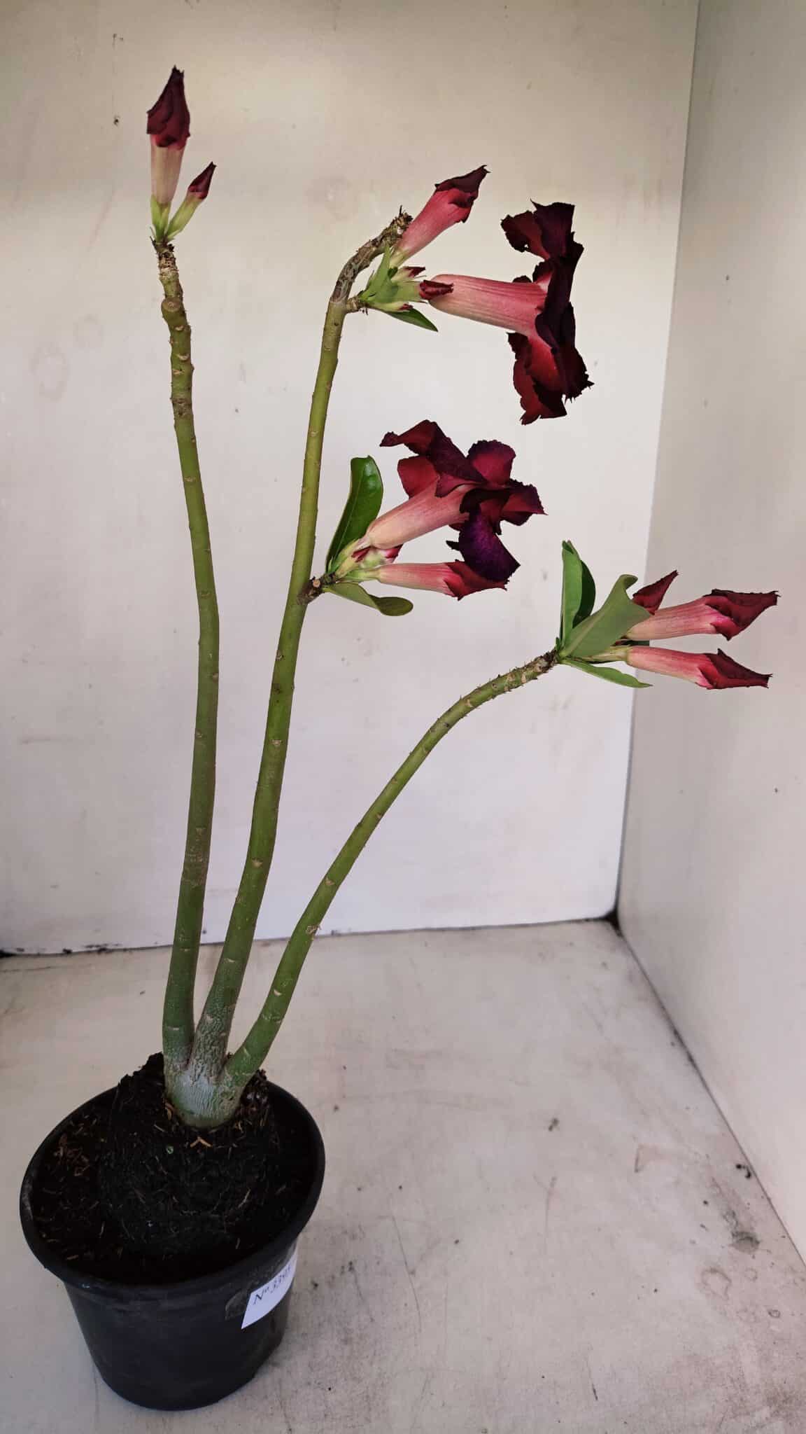 Planta Dobrada 3395 – 35cm – 03 anos - foto 4