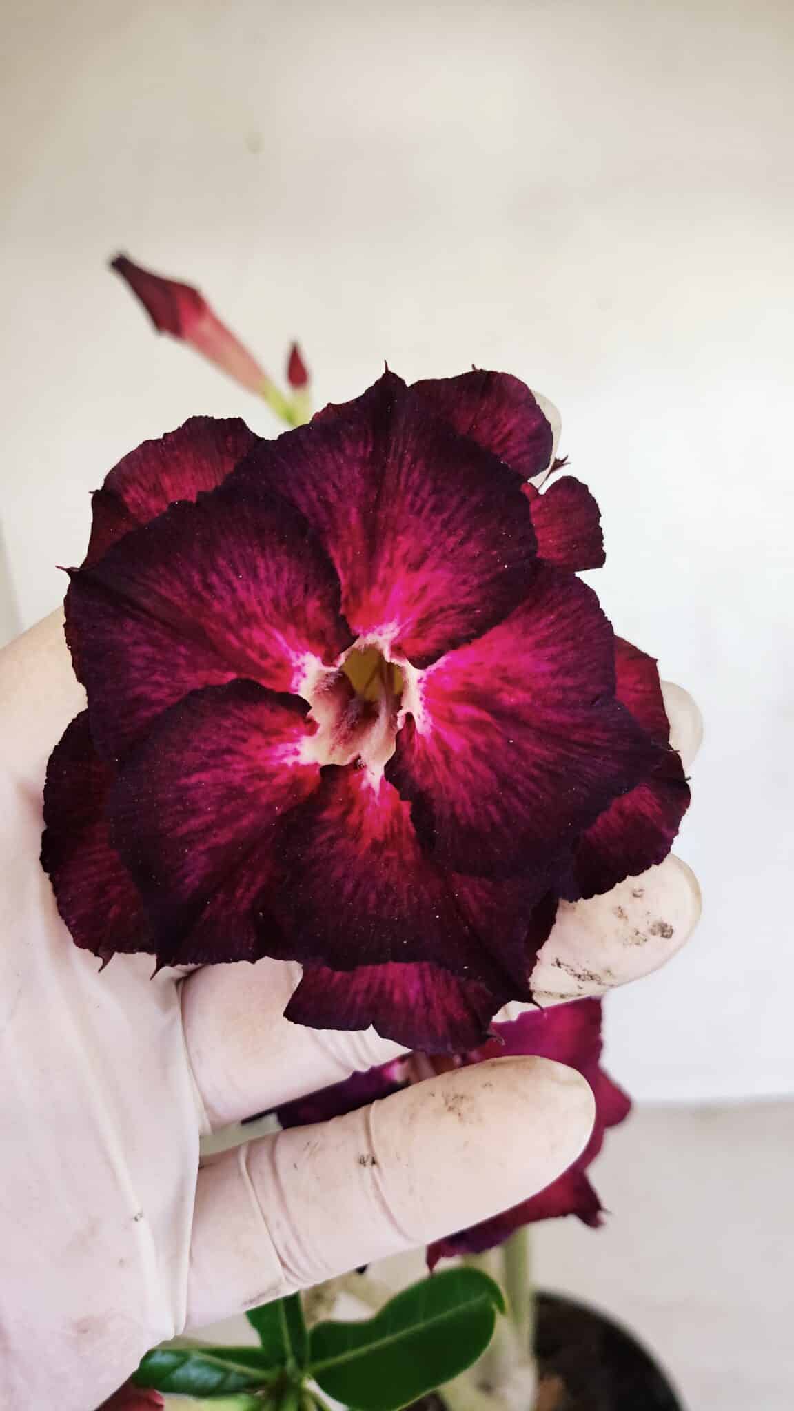 Planta Dobrada 3395 – 35cm – 03 anos - foto 3