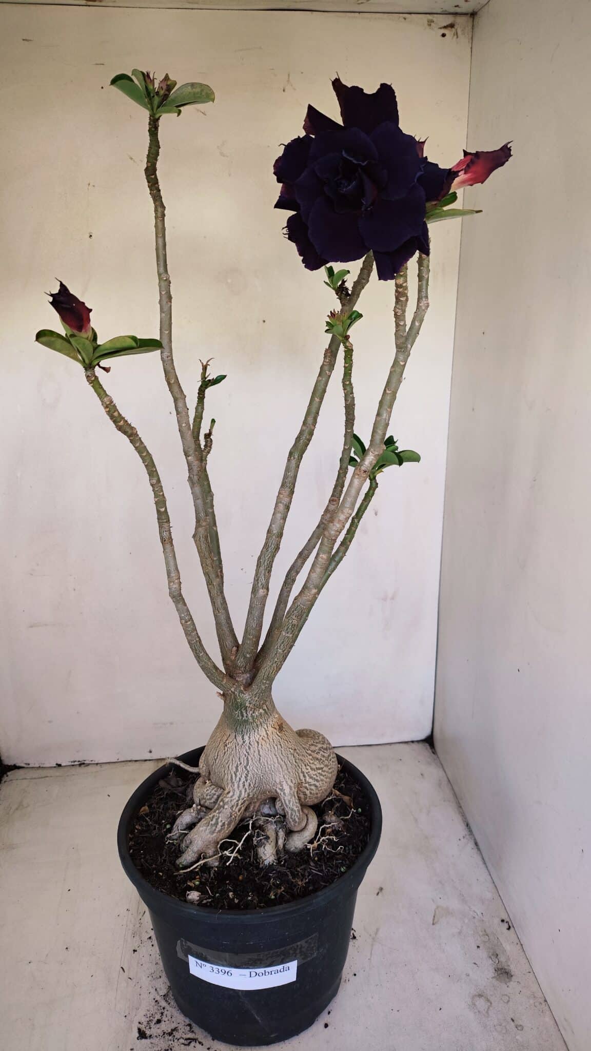 Planta Dobrada 3396 – 50cm – 04 anos - foto 2