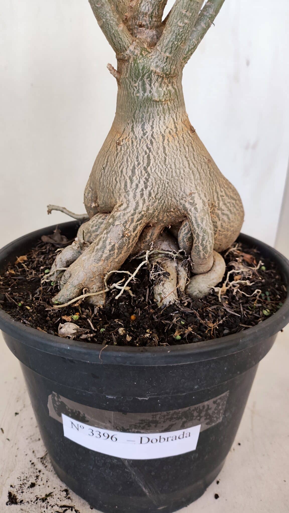 Planta Dobrada 3396 – 50cm – 04 anos - foto 4