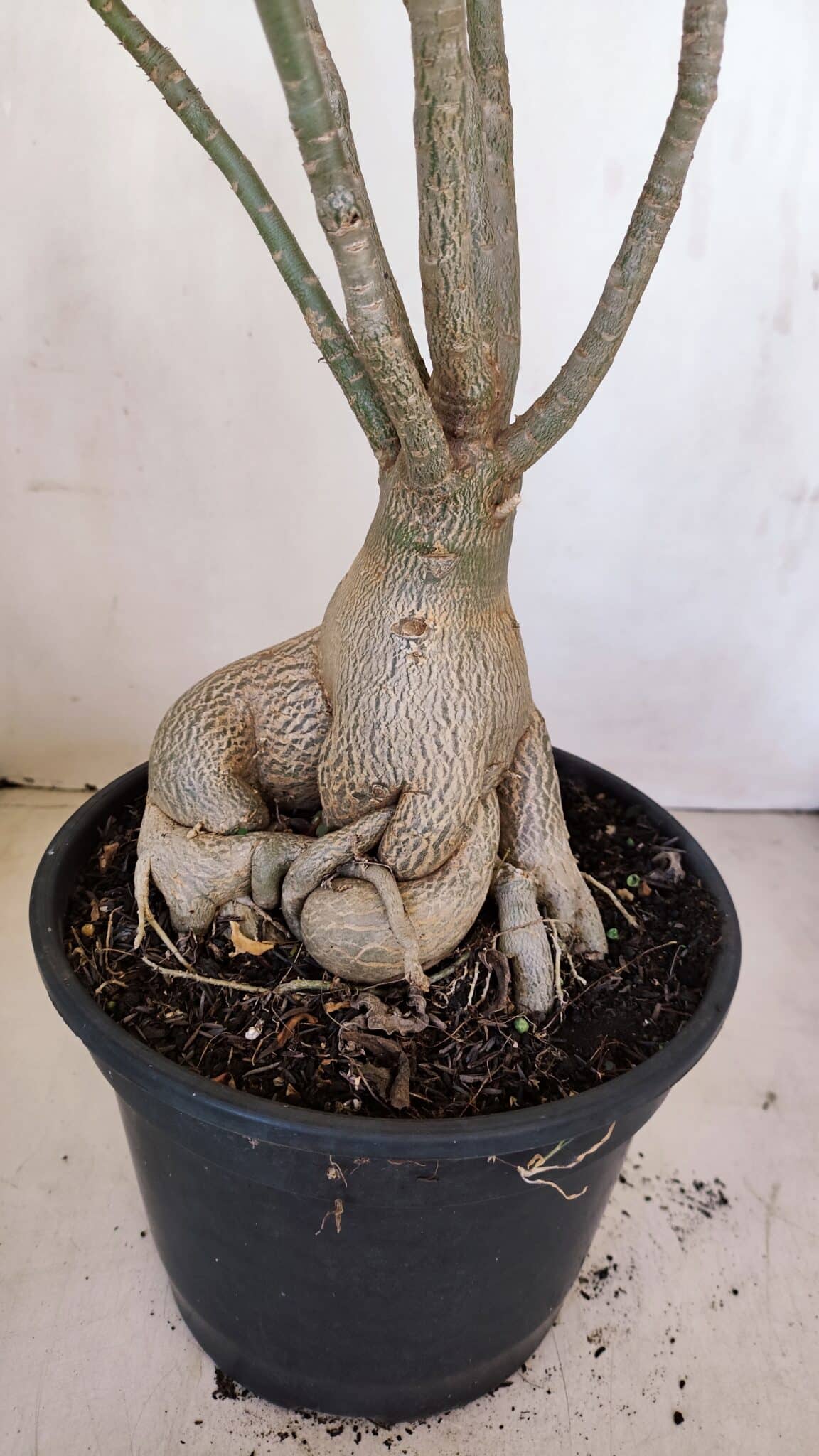 Planta Dobrada 3396 – 50cm – 04 anos - foto 8