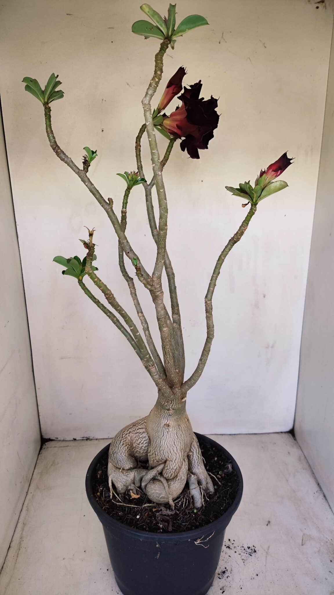 Planta Dobrada 3396 – 50cm – 04 anos - foto 7