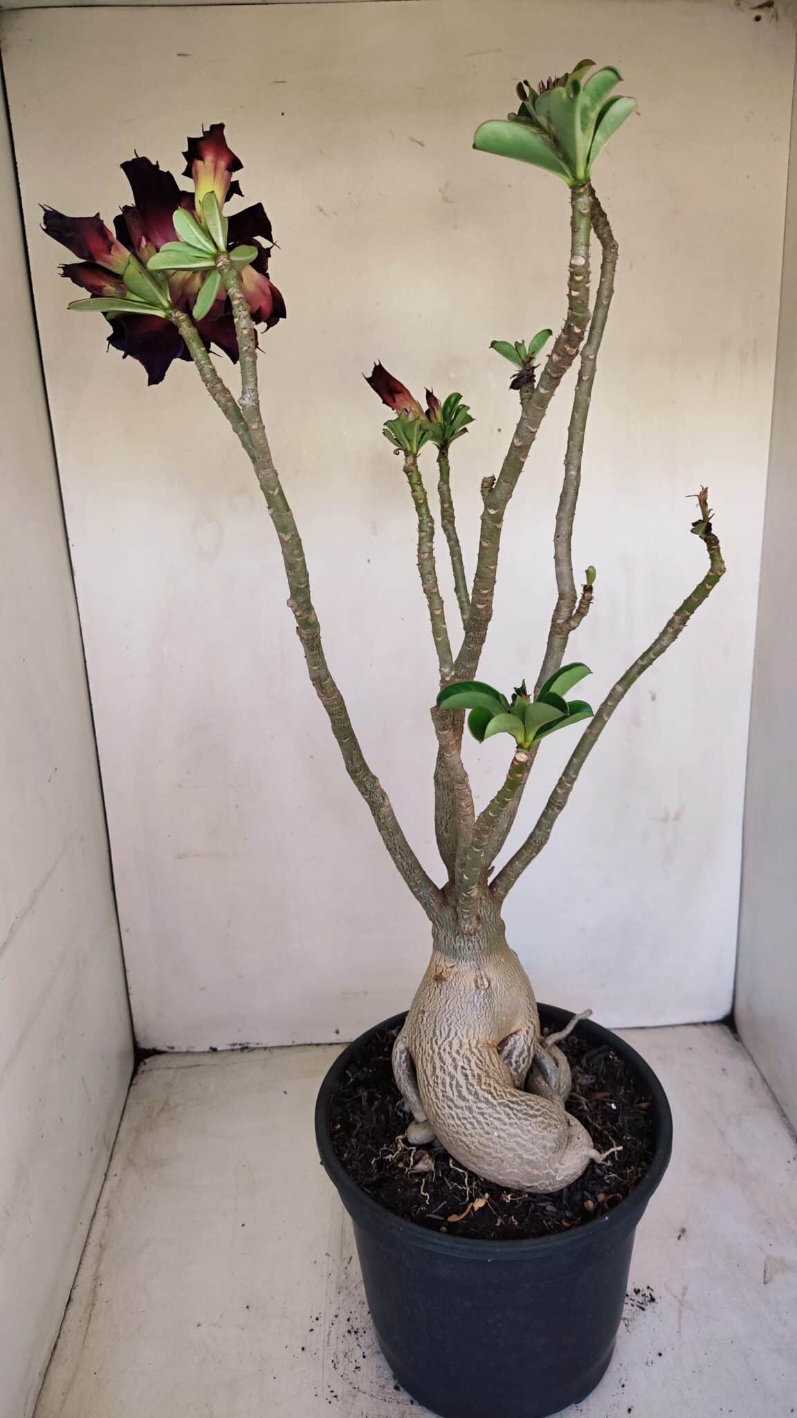 Planta Dobrada 3396 – 50cm – 04 anos - foto 5