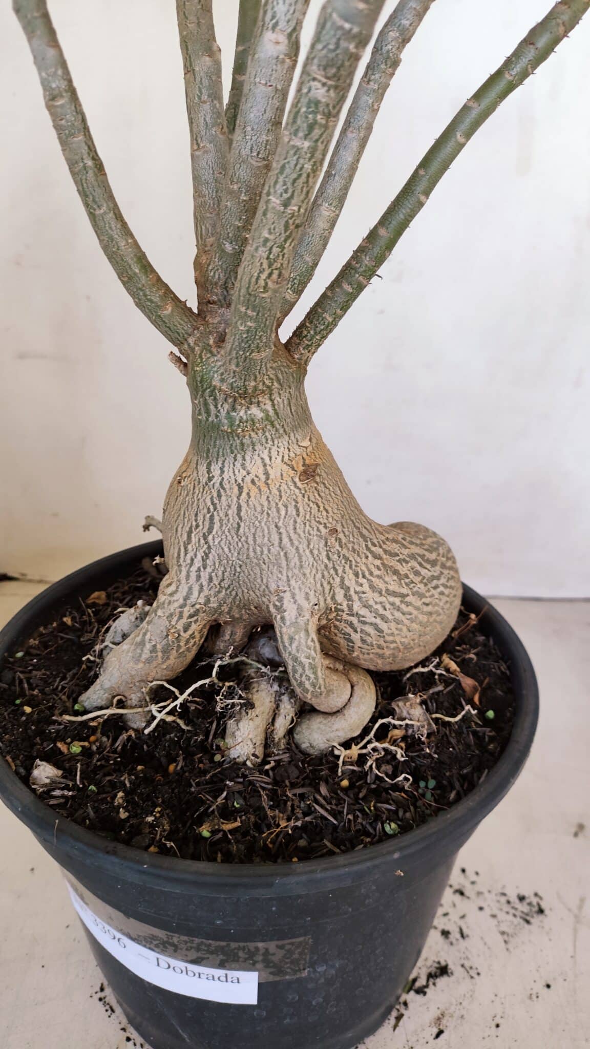Planta Dobrada 3396 – 50cm – 04 anos - foto 6