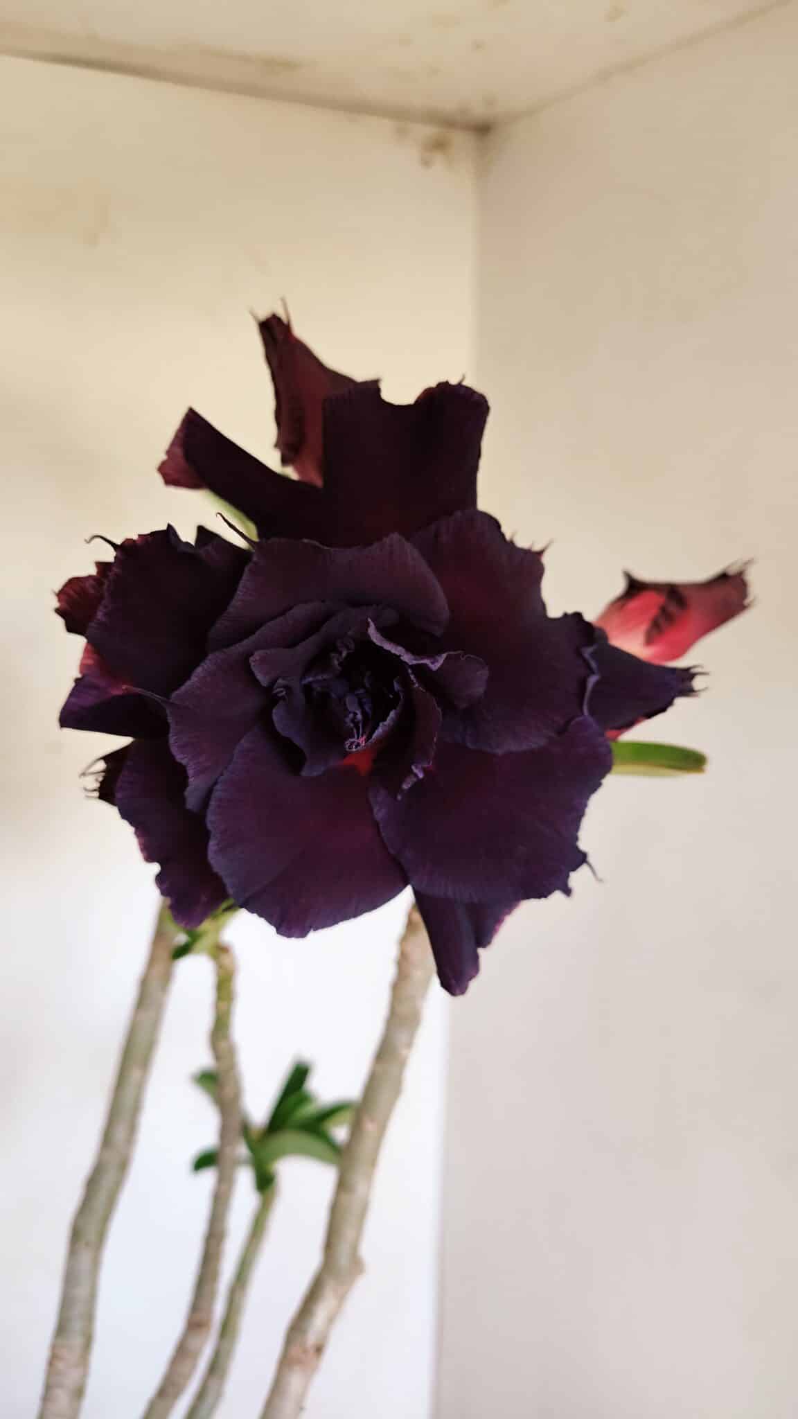 Planta Dobrada 3396 – 50cm – 04 anos - foto 3