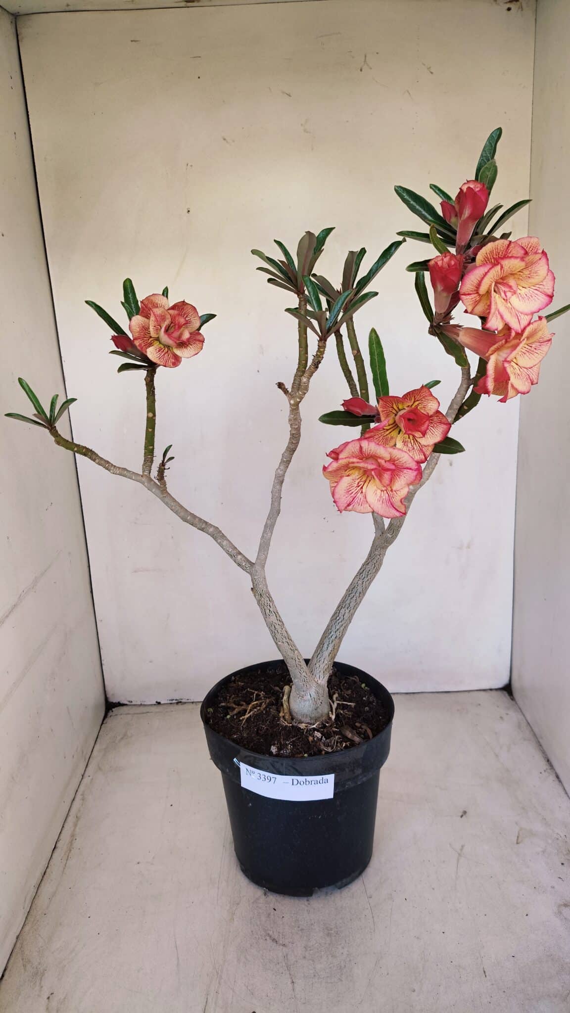 Planta Dobrada 3397 – 45cm – 03 anos - foto 2