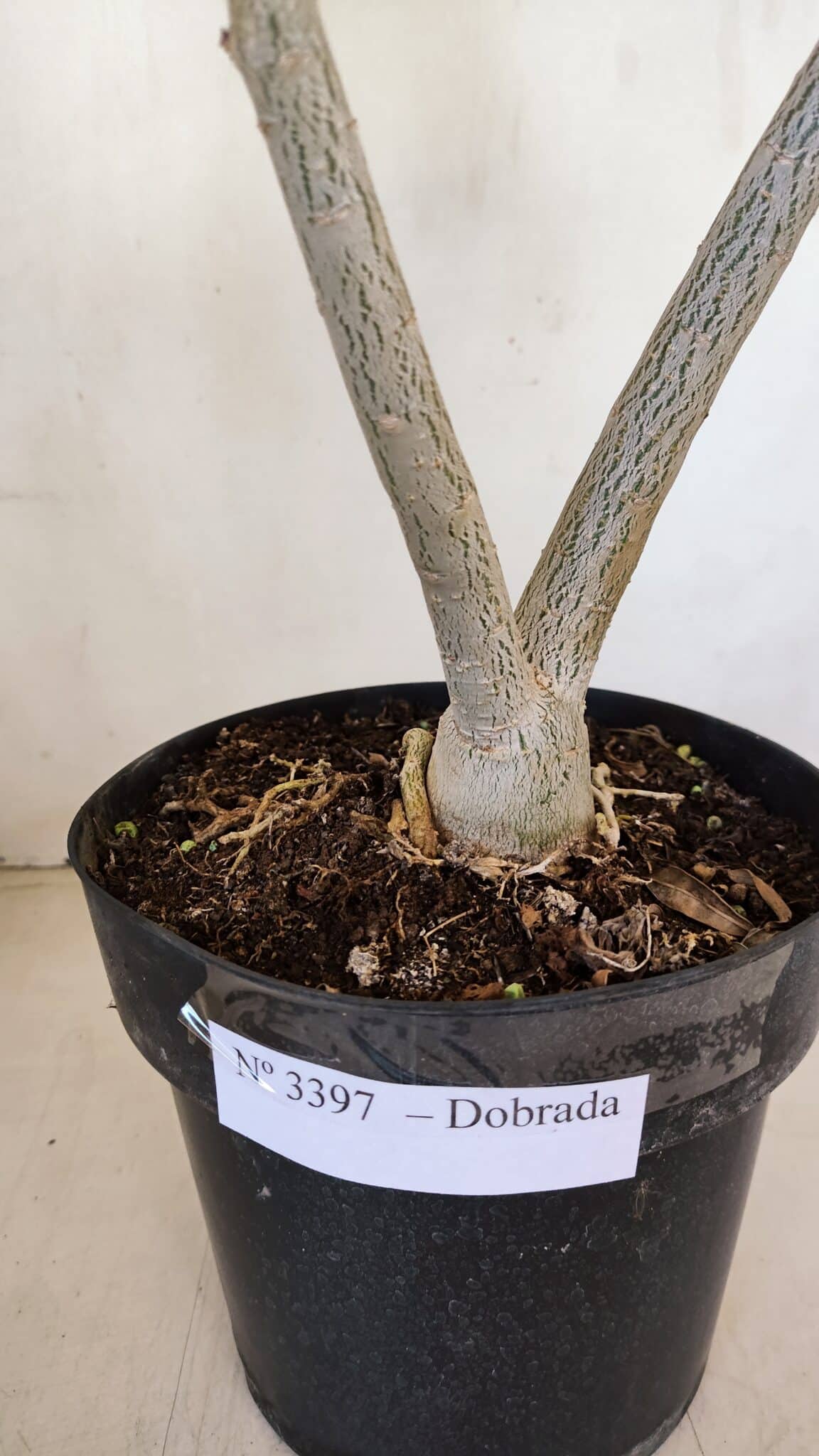 Planta Dobrada 3397 – 45cm – 03 anos - foto 9