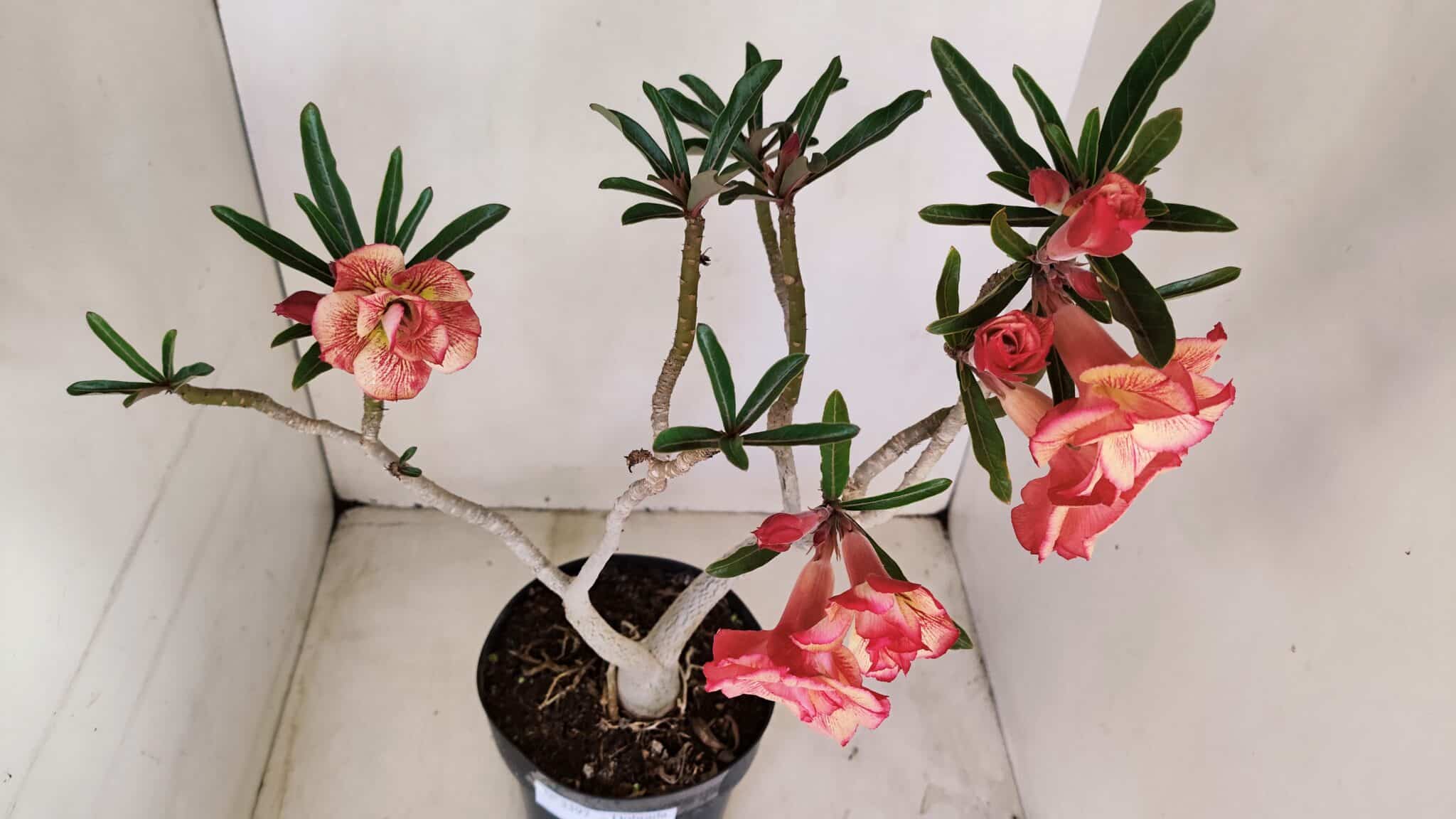 Planta Dobrada 3397 – 45cm – 03 anos - foto 6