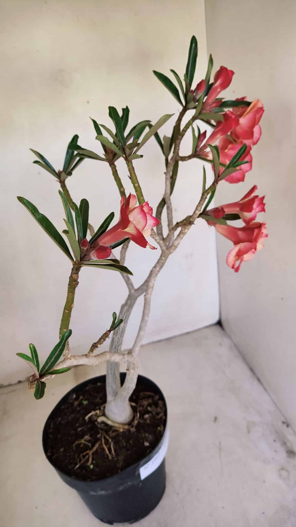 Planta Dobrada 3397 – 45cm – 03 anos - foto 8