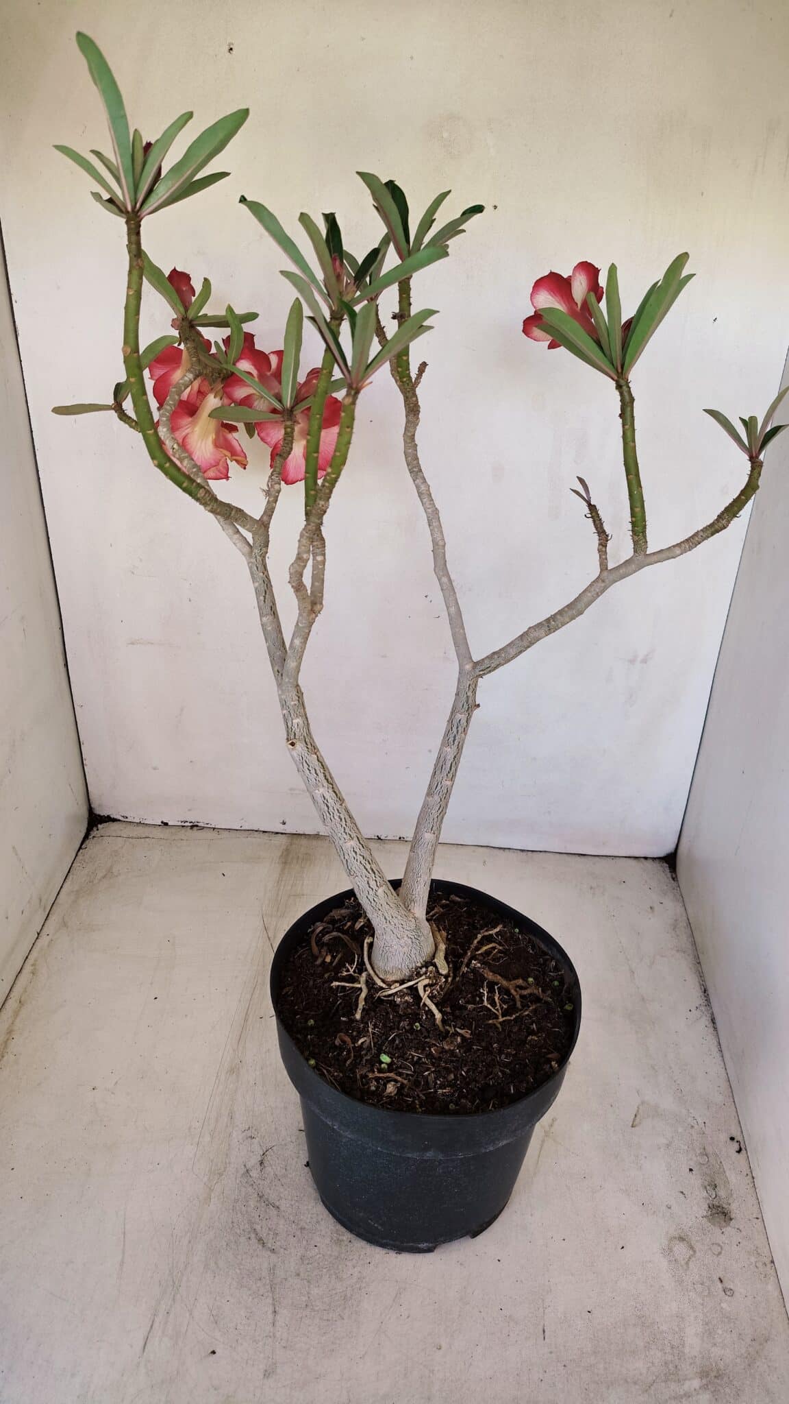 Planta Dobrada 3397 – 45cm – 03 anos - foto 7