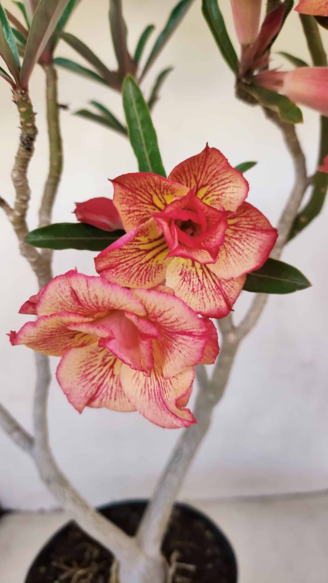 Planta Dobrada 3397 – 45cm – 03 anos - foto 3
