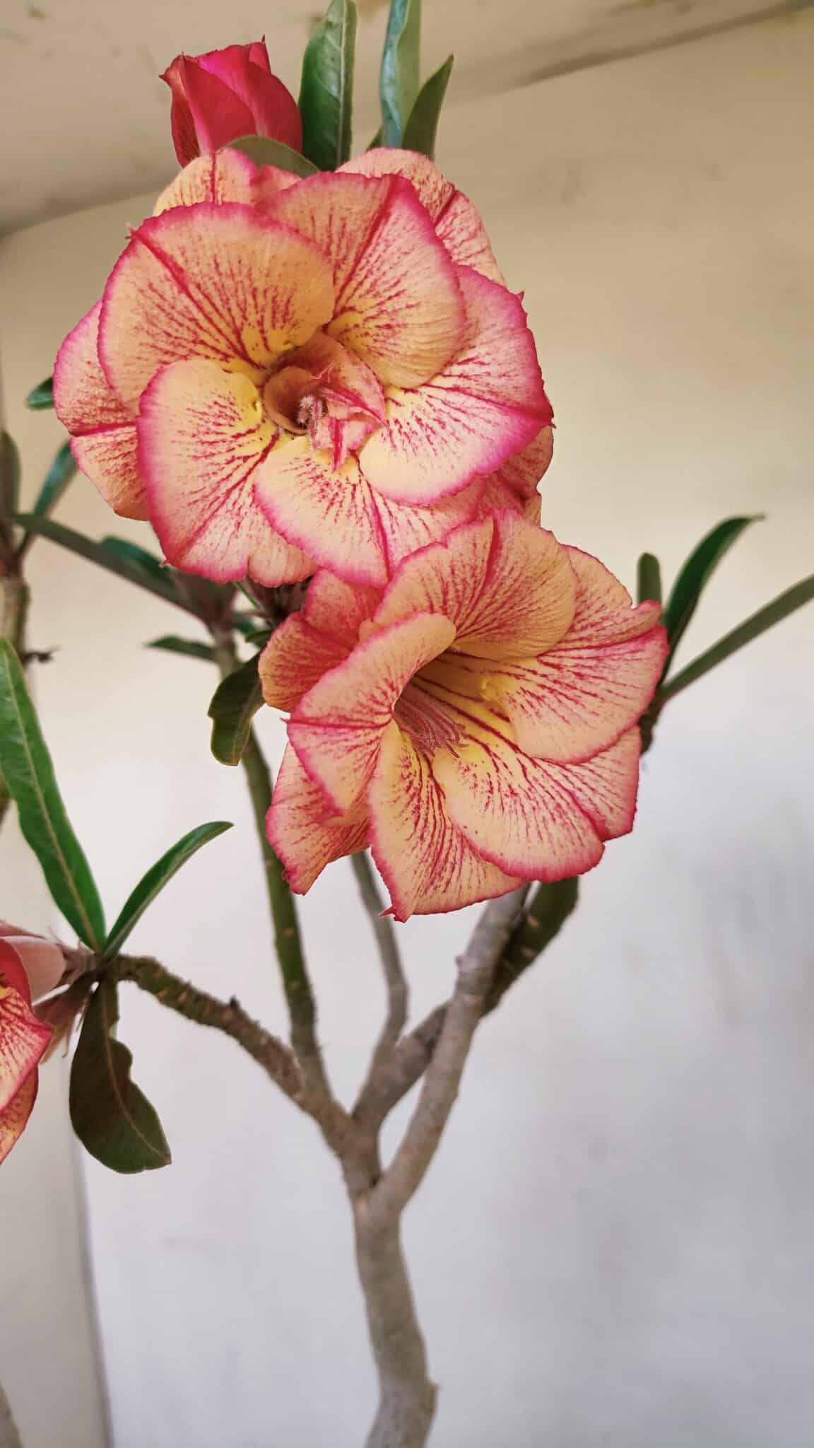 Planta Dobrada 3397 – 45cm – 03 anos - foto 4
