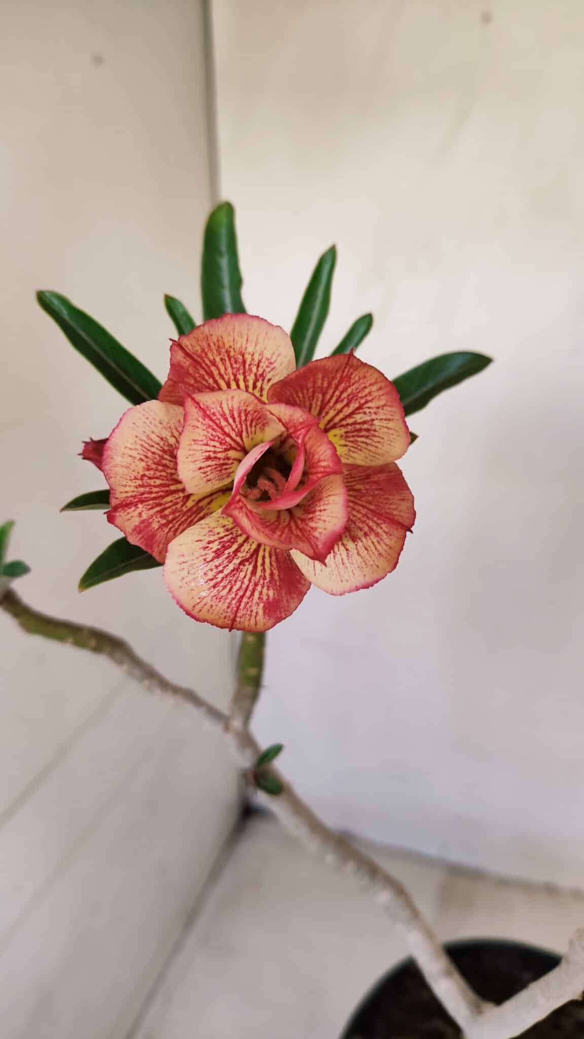 Planta Dobrada 3397 – 45cm – 03 anos - foto 5