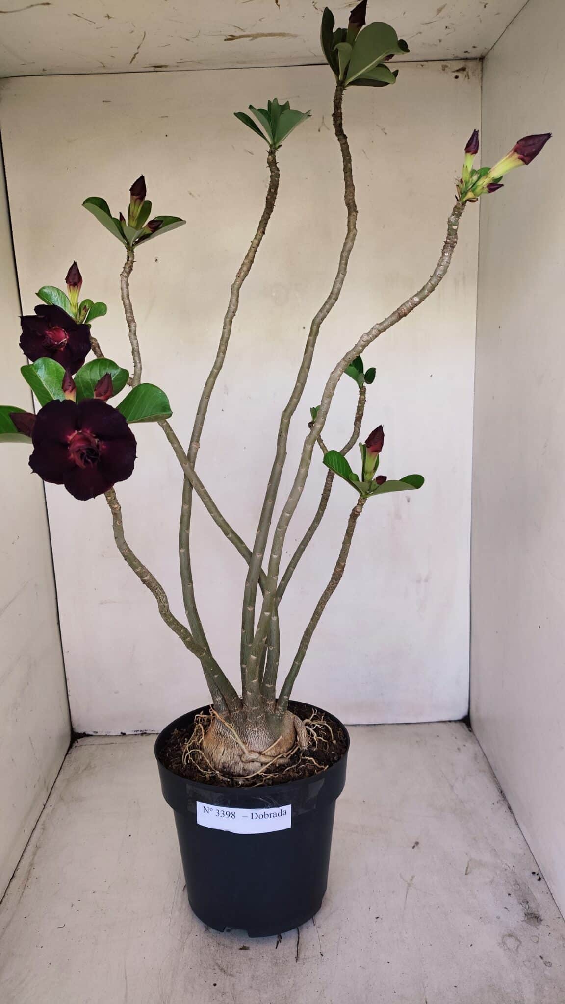 Planta Dobrada 3398 – 60cm – 05 anos - foto 2