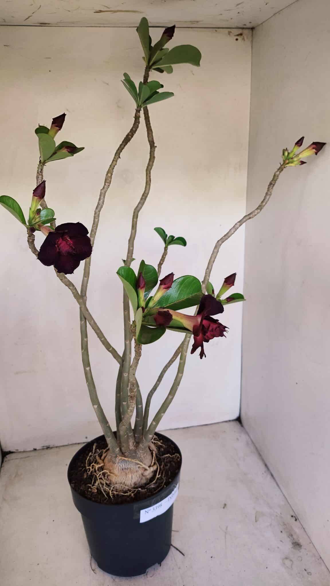 Planta Dobrada 3398 – 60cm – 05 anos - foto 8