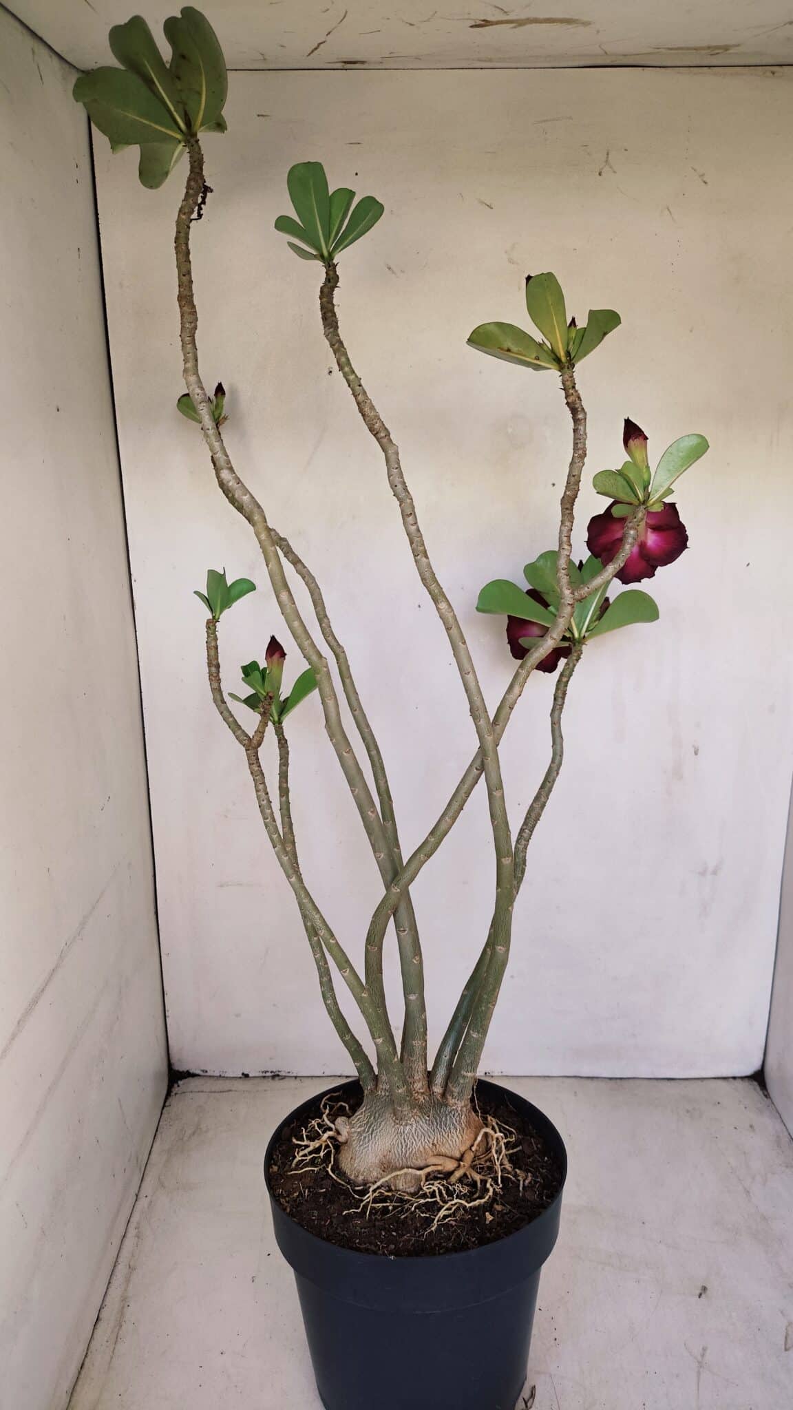 Planta Dobrada 3398 – 60cm – 05 anos - foto 7