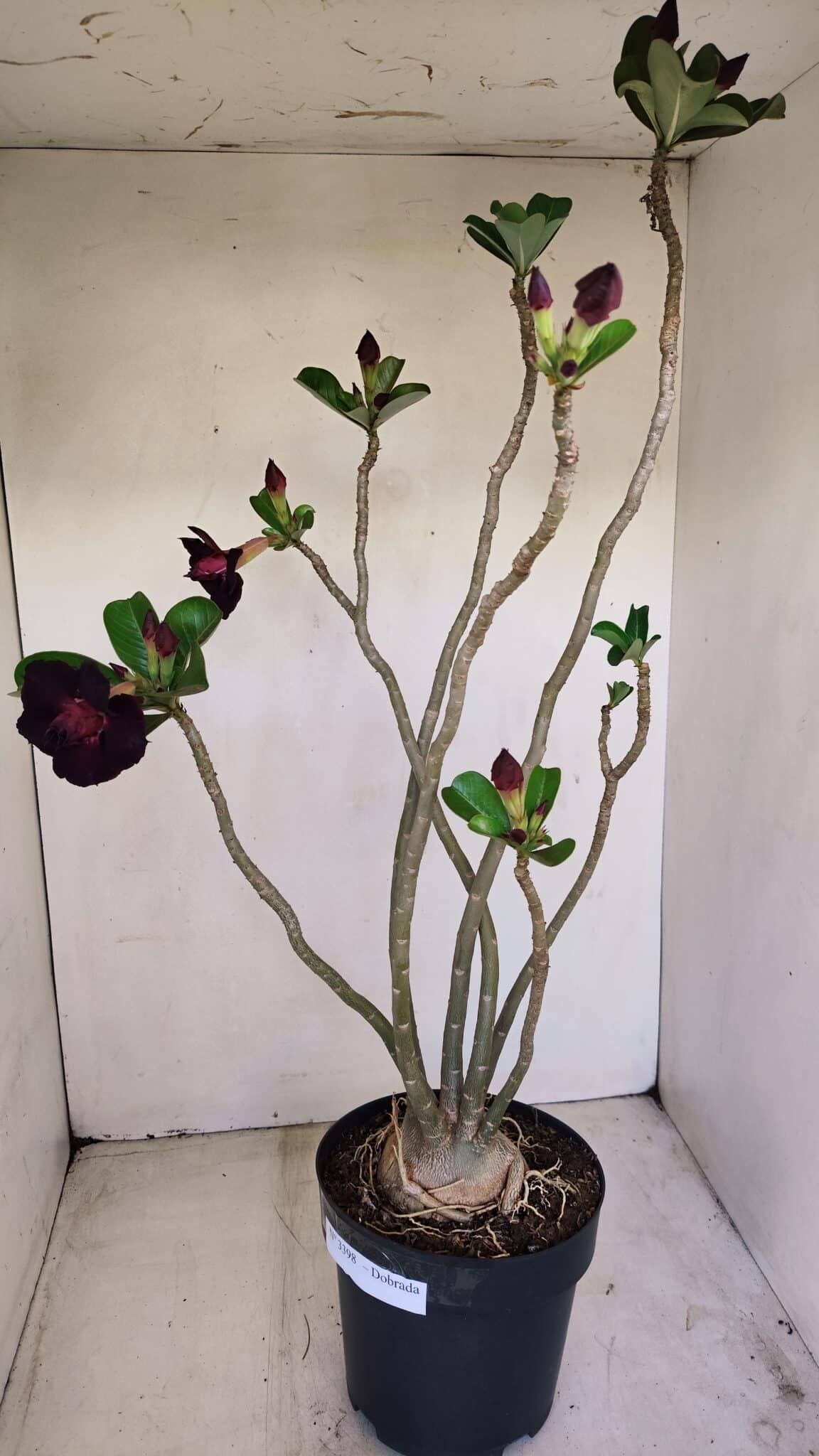 Planta Dobrada 3398 – 60cm – 05 anos - foto 6