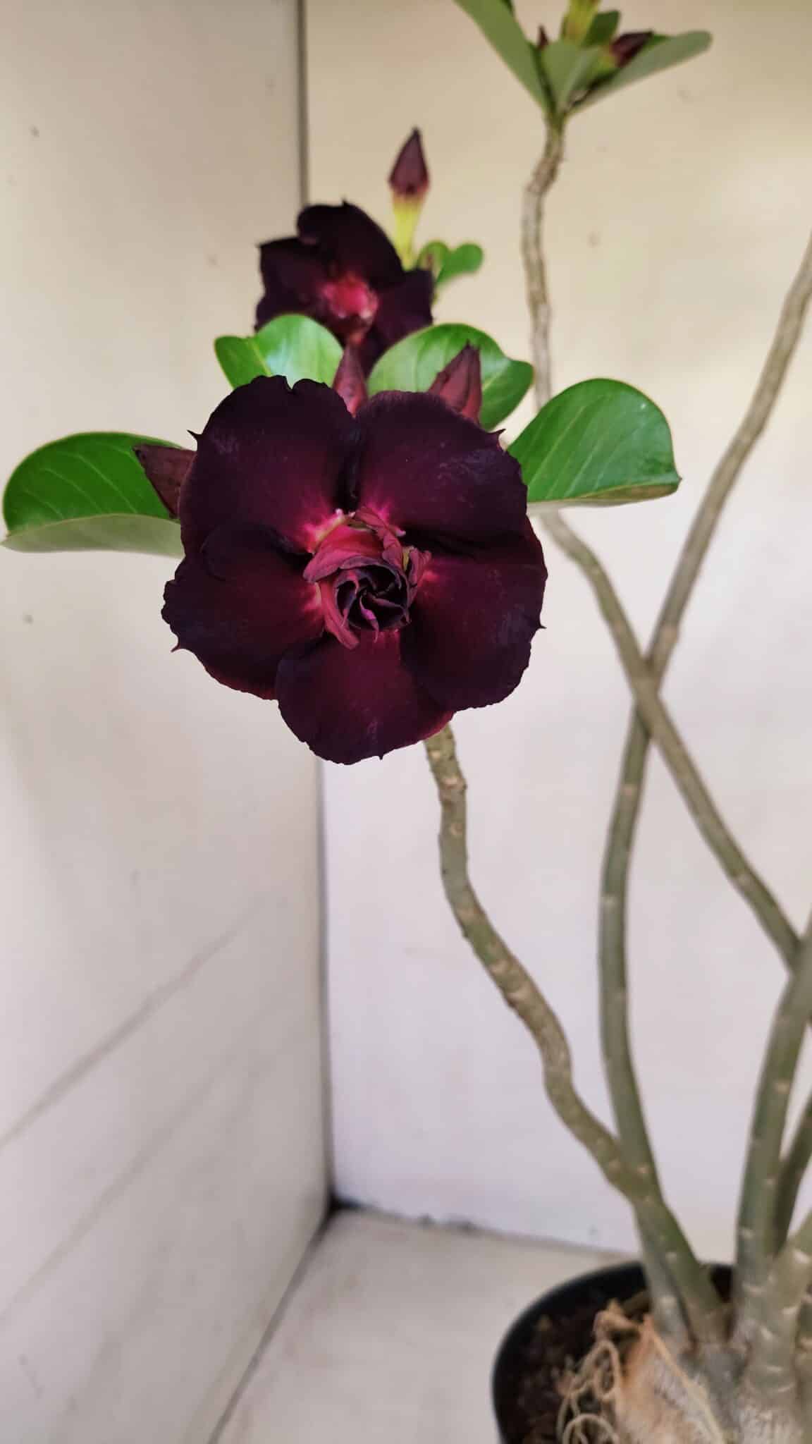 Planta Dobrada 3398 – 60cm – 05 anos - foto 3