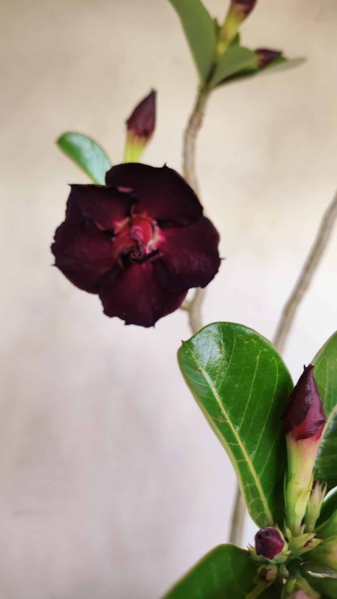 Planta Dobrada 3398 – 60cm – 05 anos - foto 4