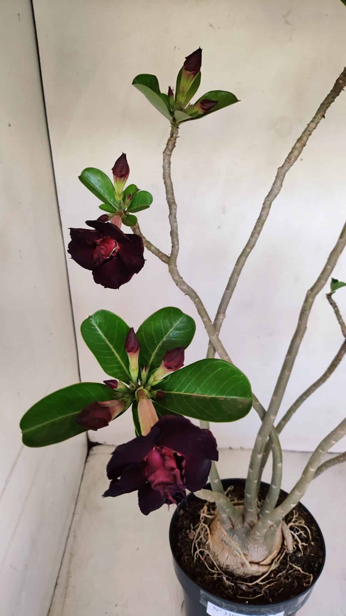 Planta Dobrada 3398 – 60cm – 05 anos - foto 5