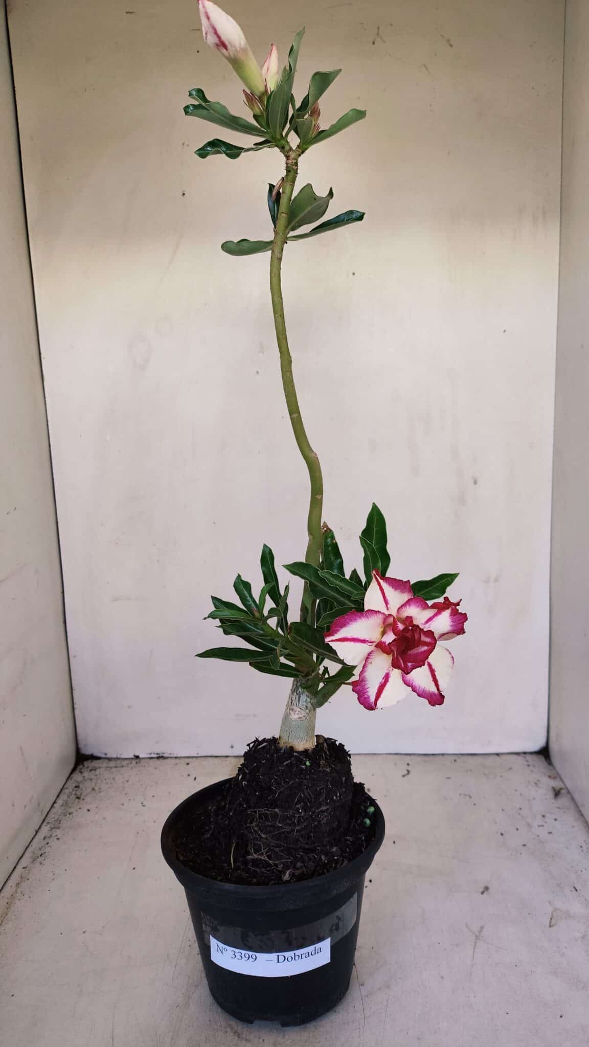 Planta Dobrada 3399 – 35cm – 03 anos - foto 2