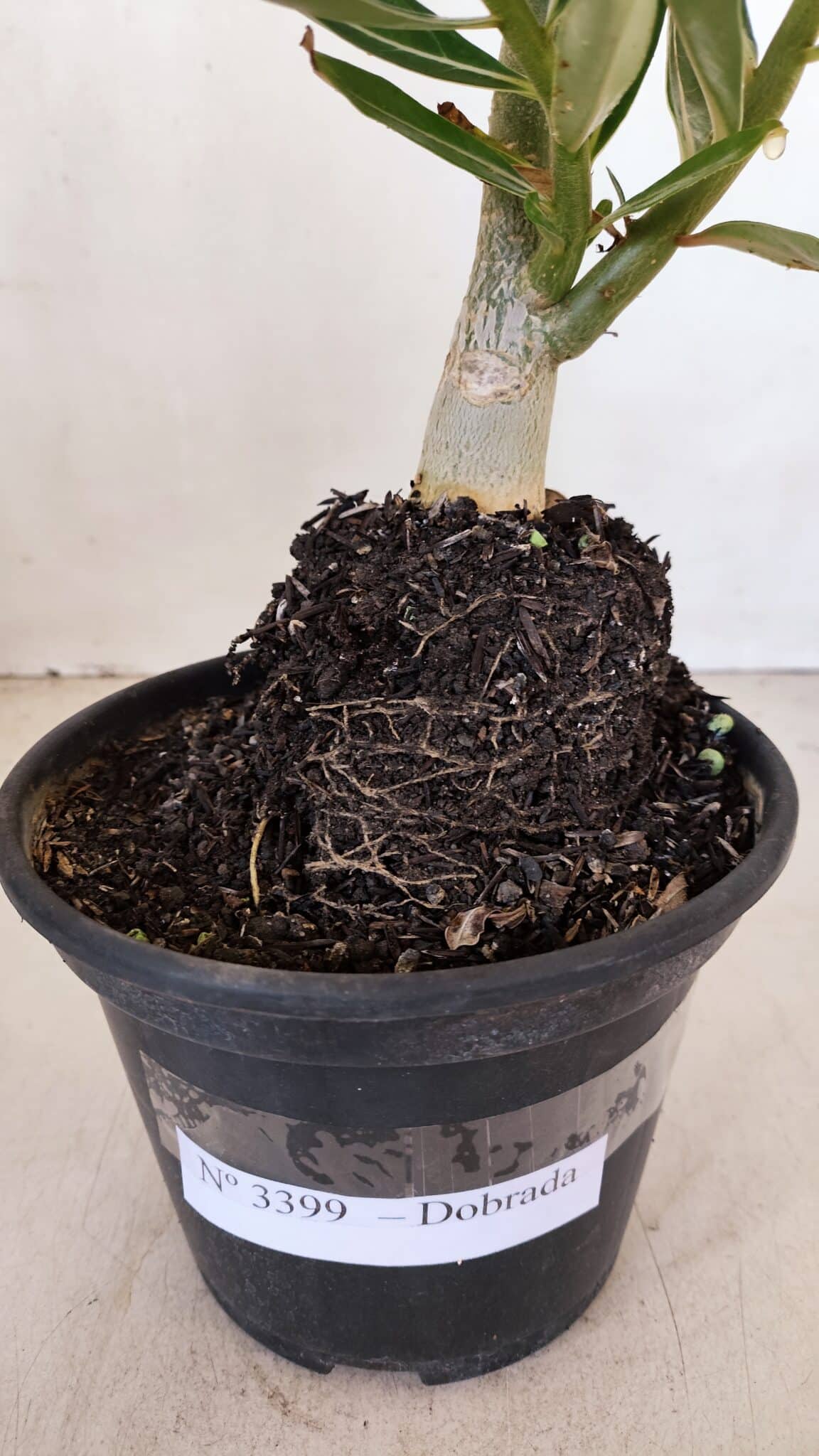 Planta Dobrada 3399 – 35cm – 03 anos - foto 6