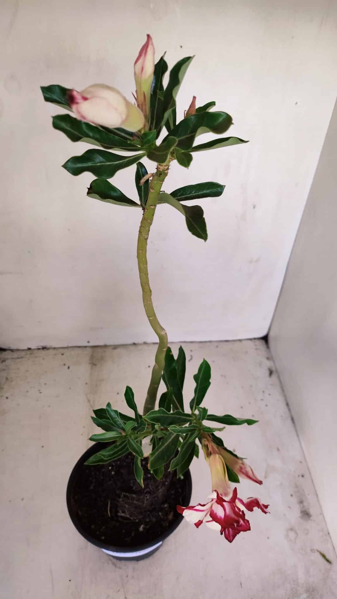 Planta Dobrada 3399 – 35cm – 03 anos - foto 5