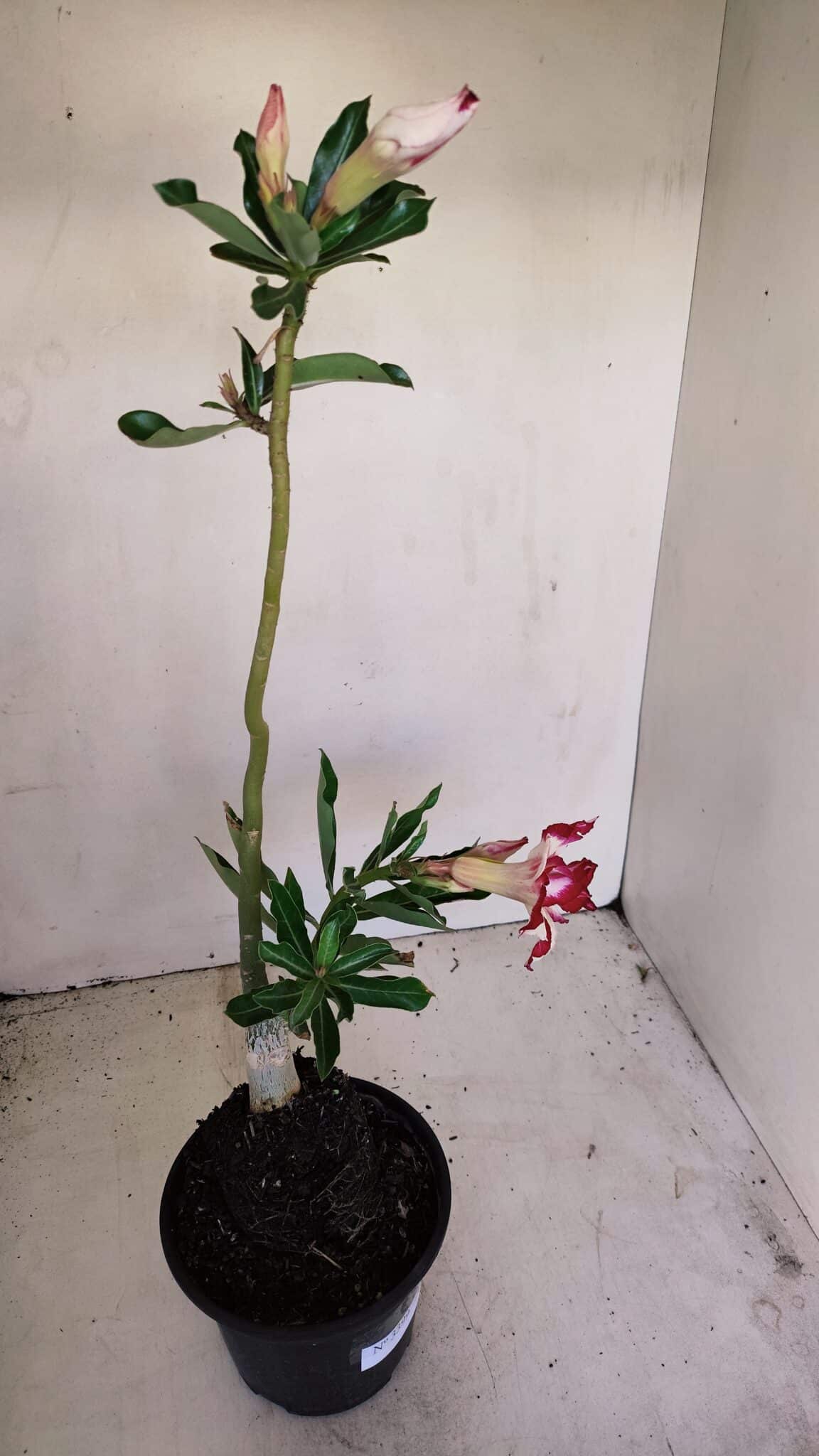 Planta Dobrada 3399 – 35cm – 03 anos - foto 4