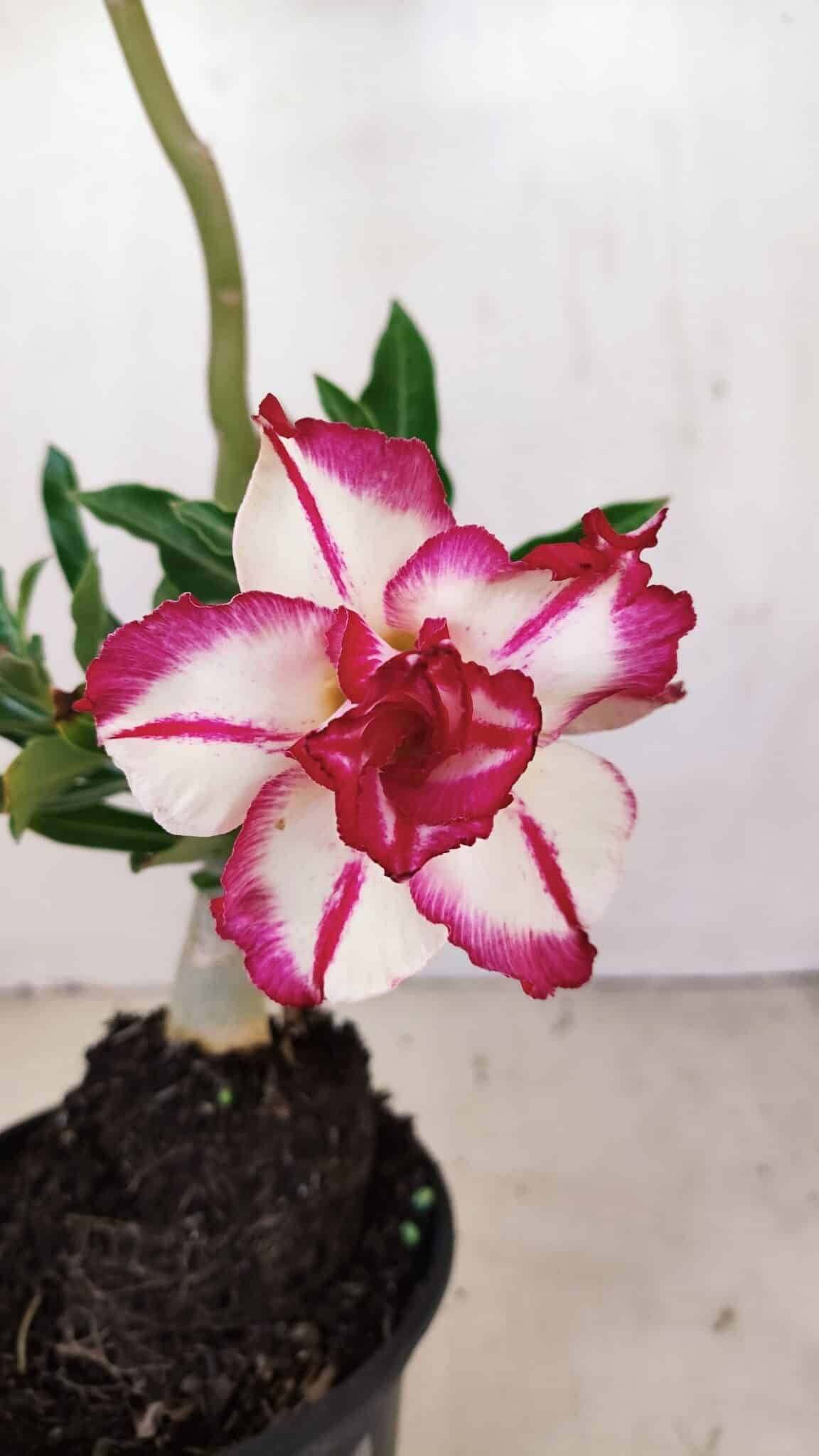 Planta Dobrada 3399 – 35cm – 03 anos - foto 3