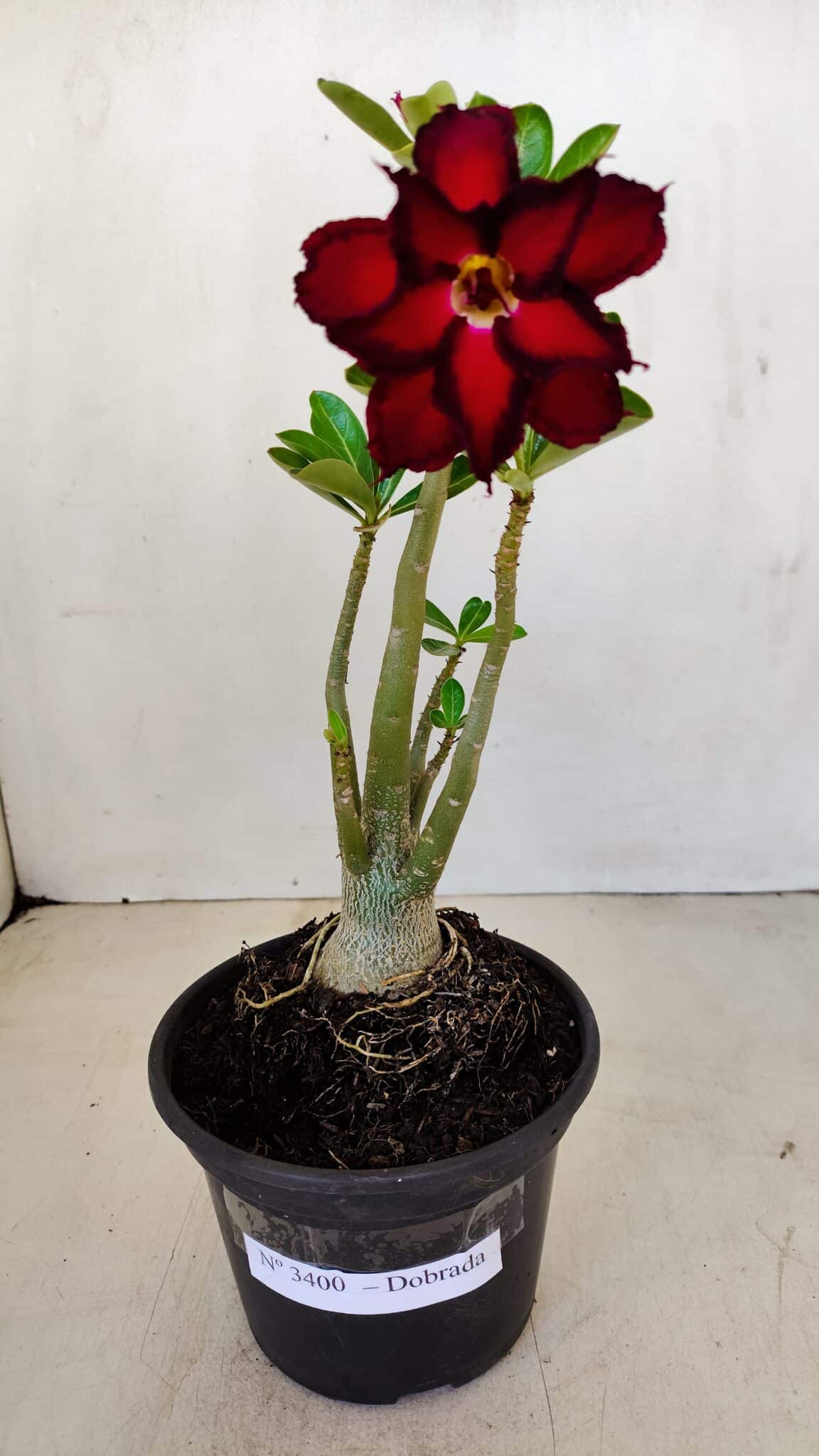 Planta Dobrada 3400 – 30cm – 02 anos - foto 2