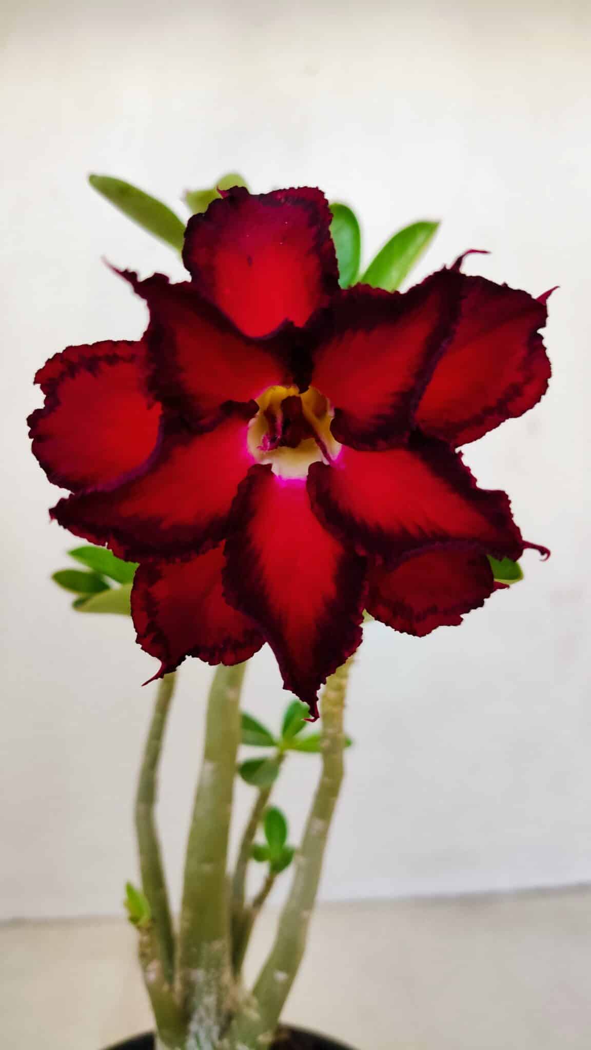 Planta Dobrada 3400 – 30cm – 02 anos - foto 3