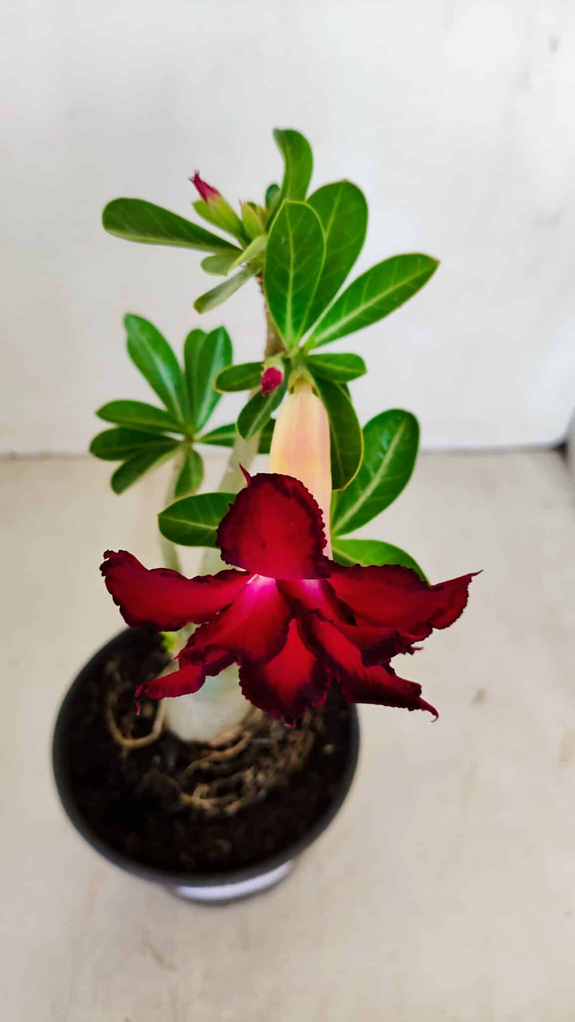 Planta Dobrada 3400 – 30cm – 02 anos - foto 4