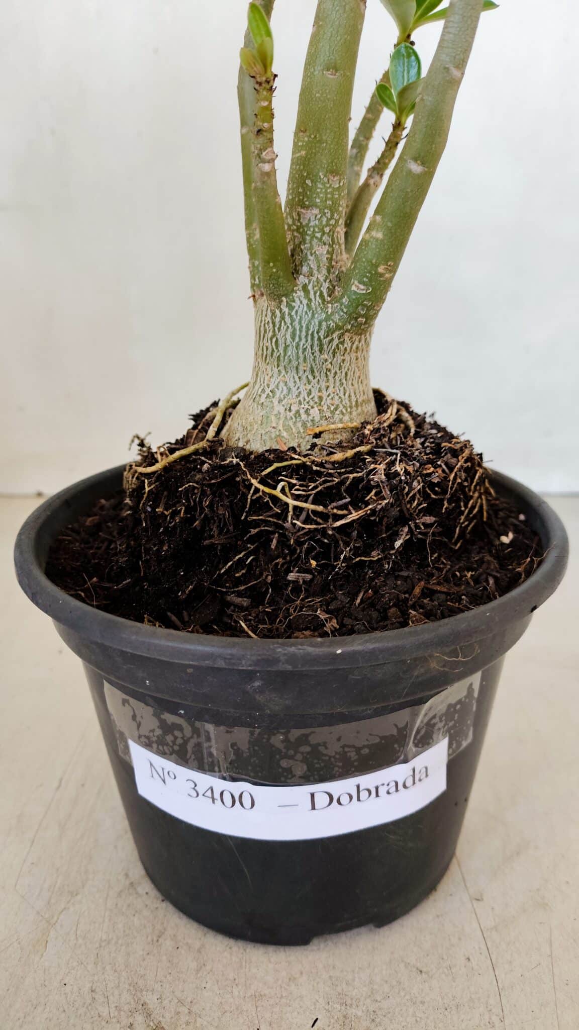 Planta Dobrada 3400 – 30cm – 02 anos - foto 7