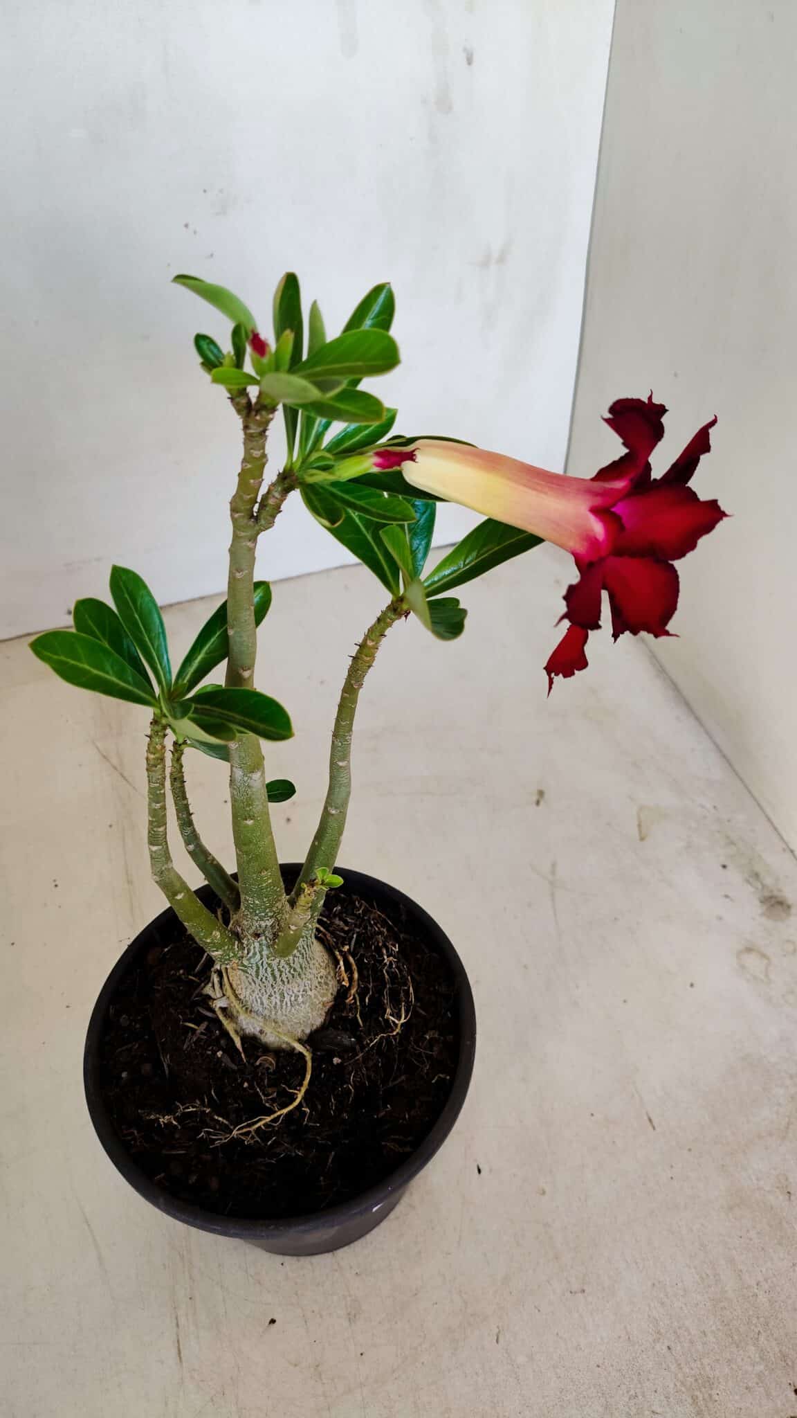Planta Dobrada 3400 – 30cm – 02 anos - foto 6