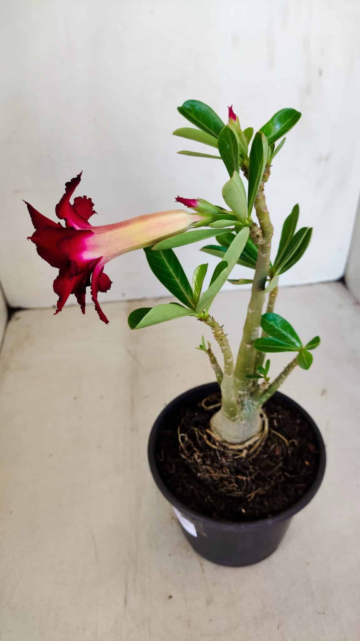 Planta Dobrada 3400 – 30cm – 02 anos - foto 5