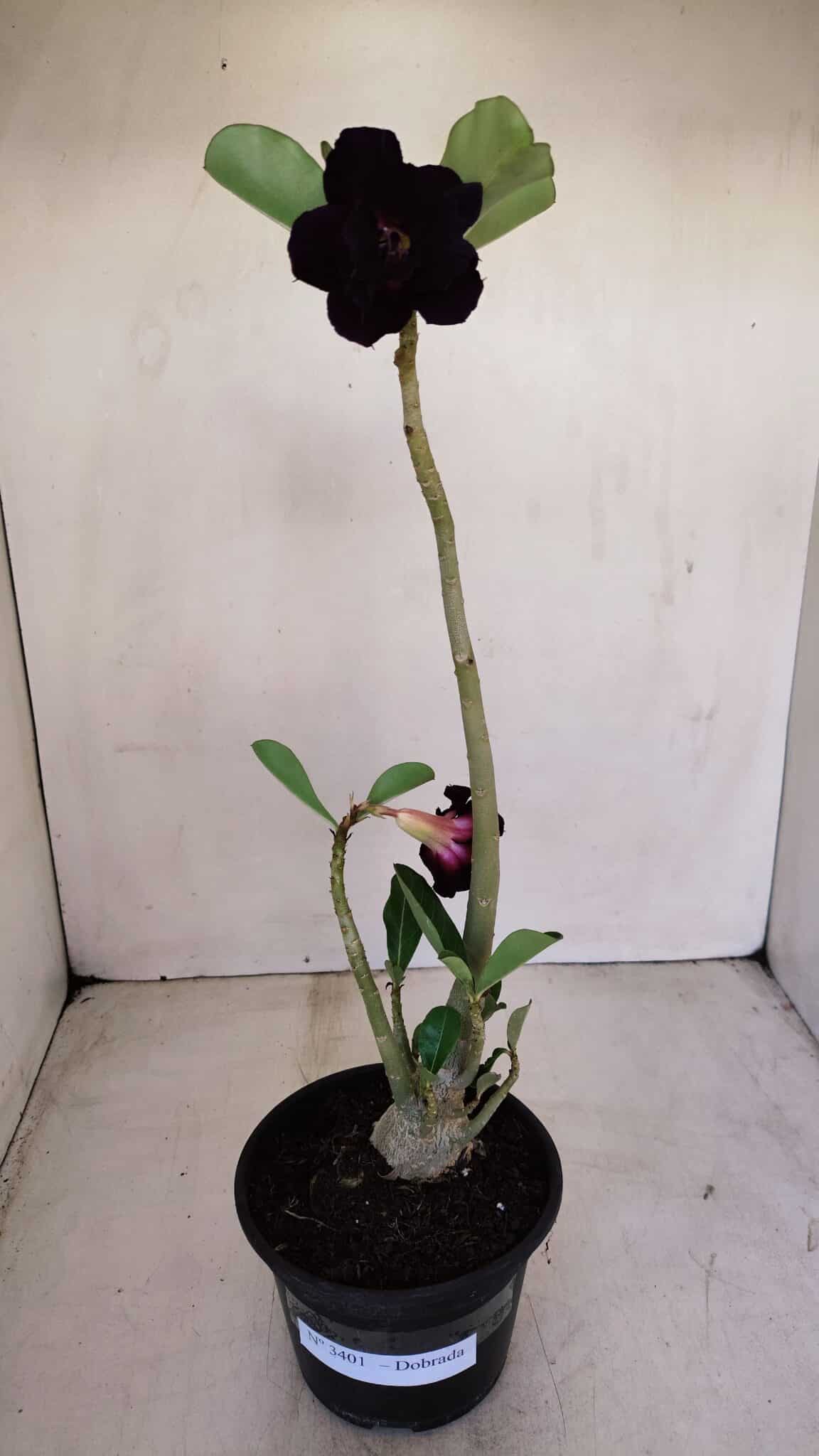 Planta Dobrada 3401 – 35cm – 03 anos - foto 2