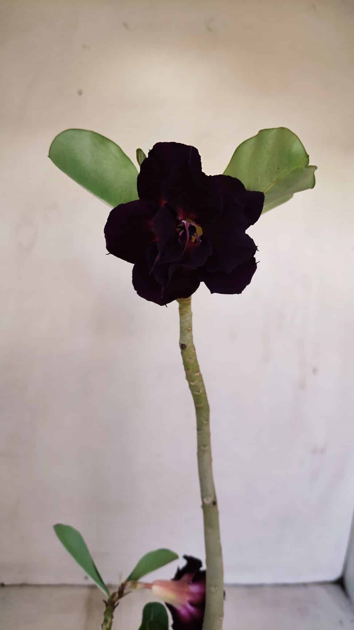 Planta Dobrada 3401 – 35cm – 03 anos - foto 3