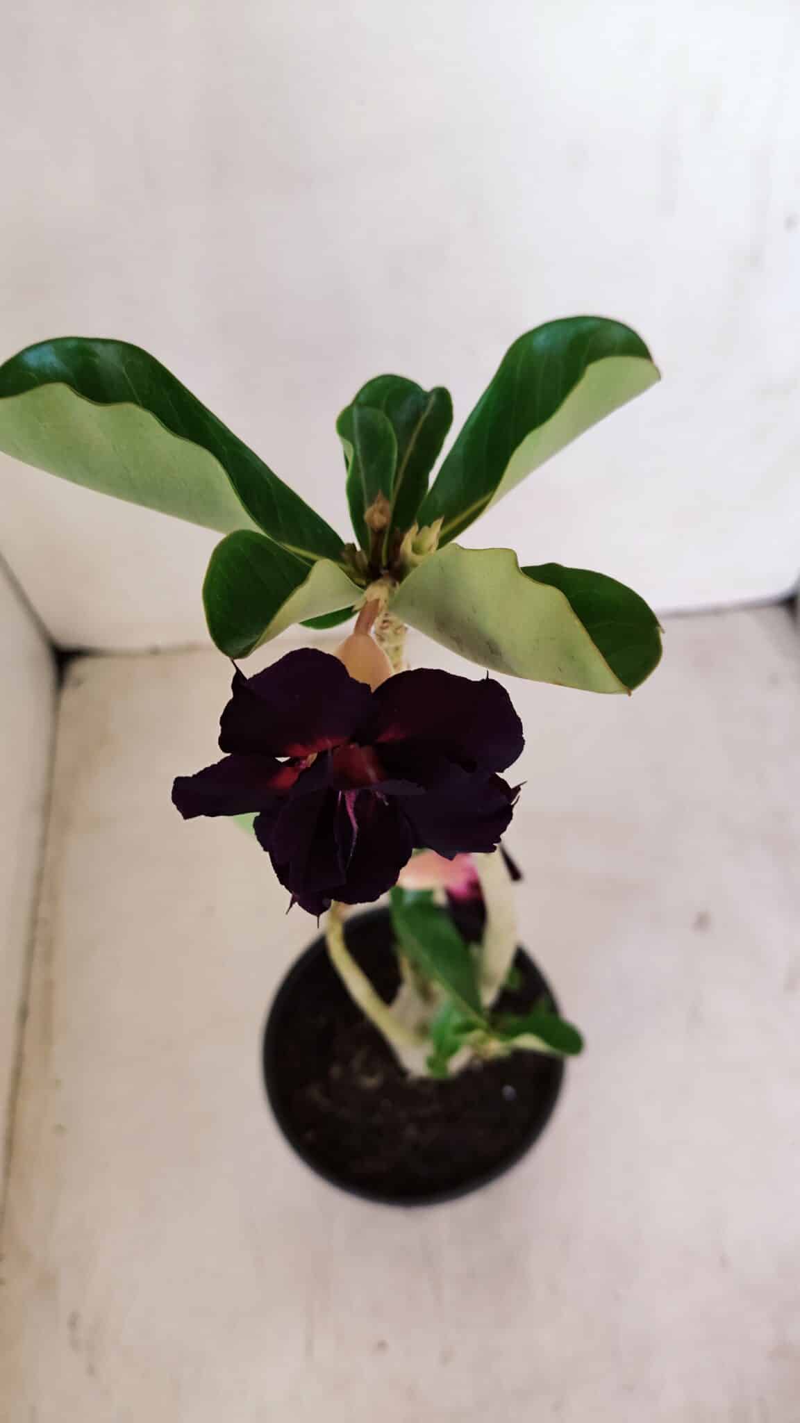 Planta Dobrada 3401 – 35cm – 03 anos - foto 4