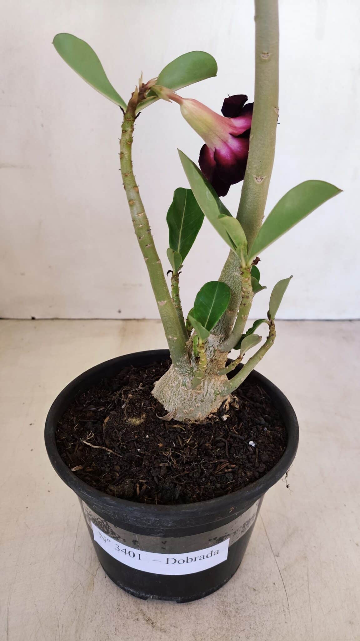 Planta Dobrada 3401 – 35cm – 03 anos - foto 7