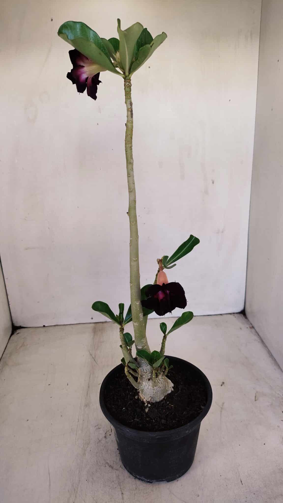Planta Dobrada 3401 – 35cm – 03 anos - foto 6