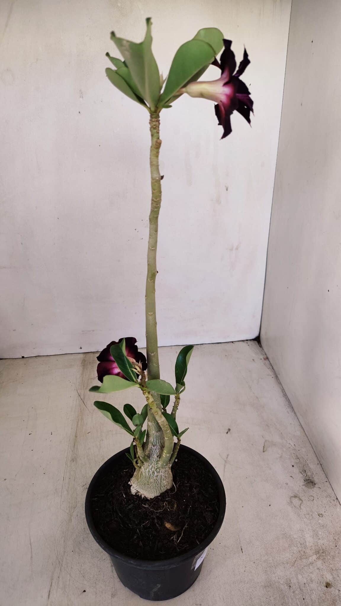 Planta Dobrada 3401 – 35cm – 03 anos - foto 5