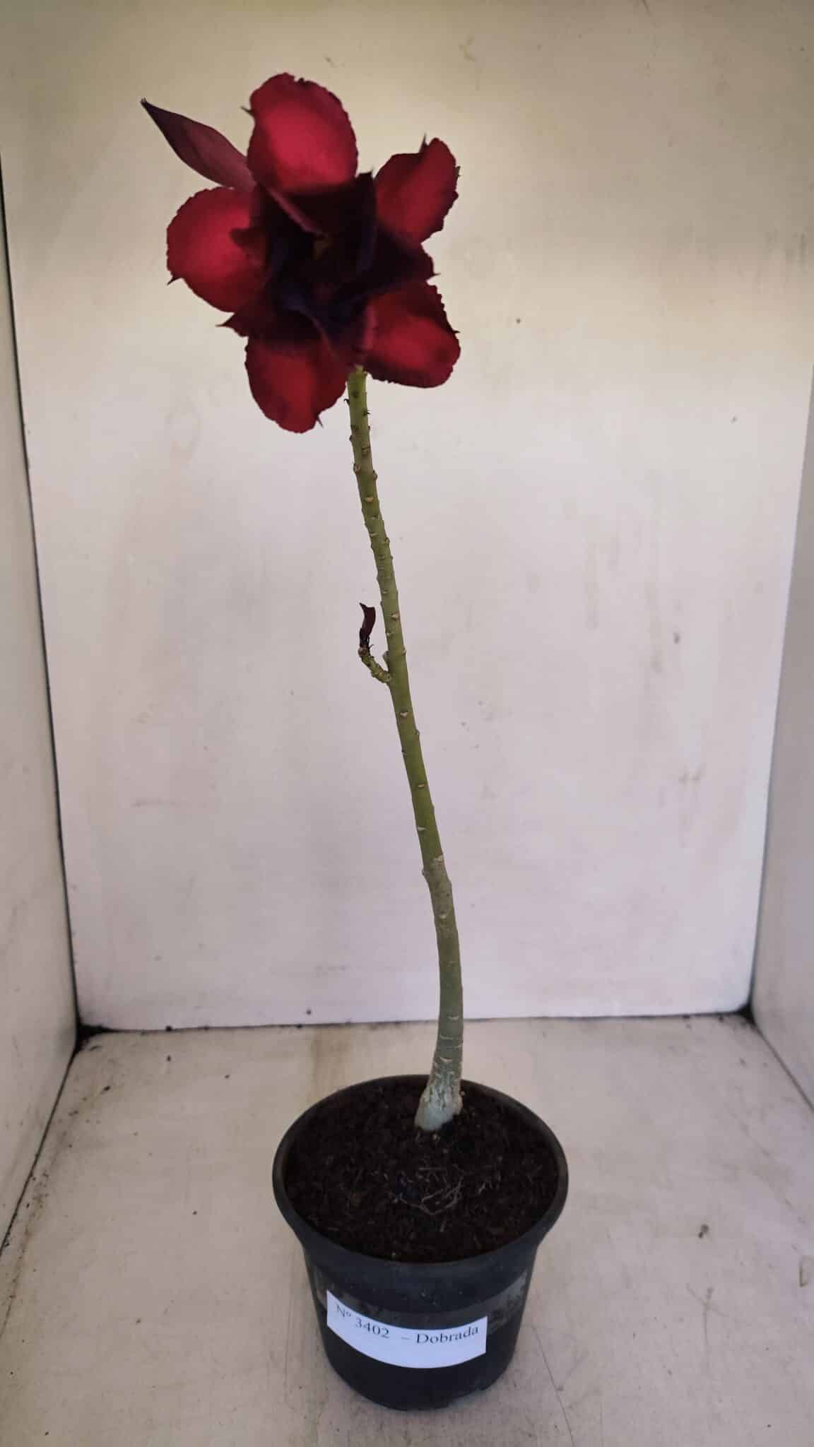 Planta Dobrada 3402 – 30cm – 03 anos - foto 2