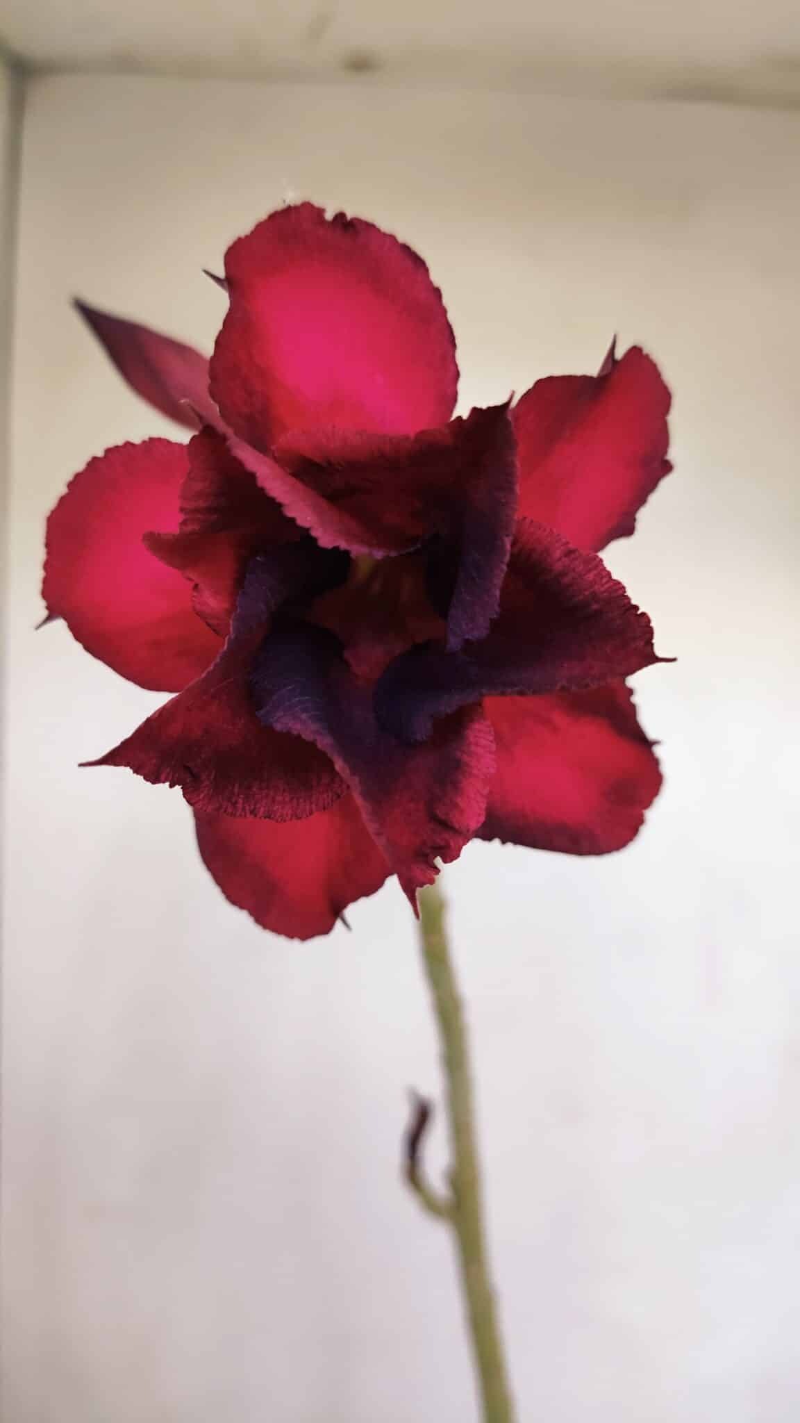 Planta Dobrada 3402 – 30cm – 03 anos - foto 3