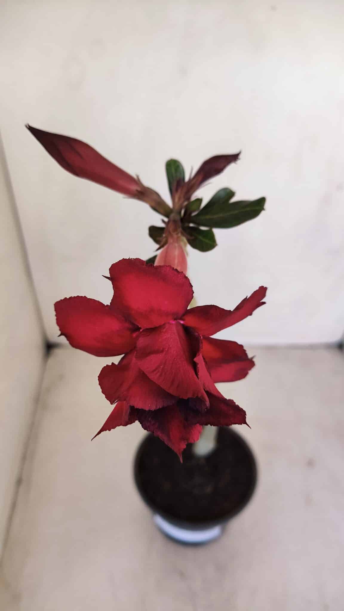 Planta Dobrada 3402 – 30cm – 03 anos - foto 4