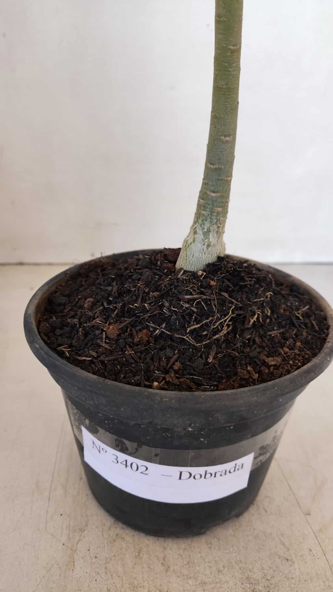 Planta Dobrada 3402 – 30cm – 03 anos - foto 6