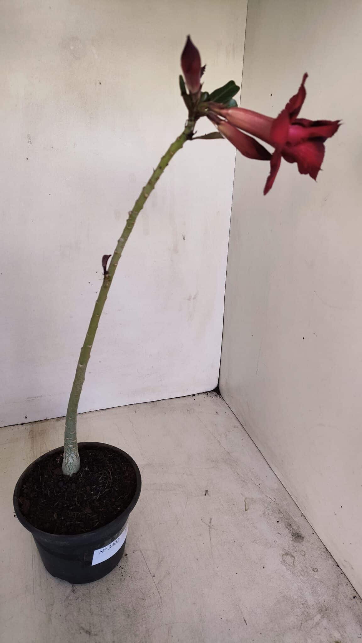 Planta Dobrada 3402 – 30cm – 03 anos - foto 5