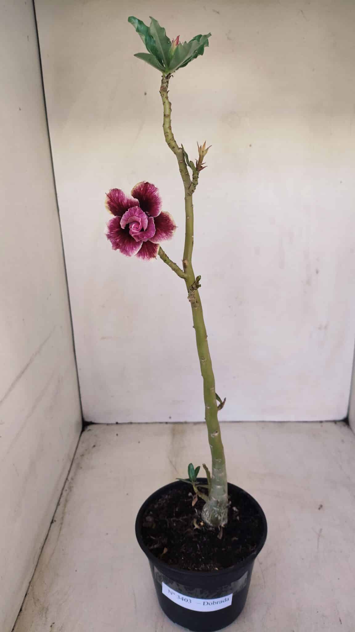Planta Dobrada 3403 – 35cm – 03 anos - foto 2