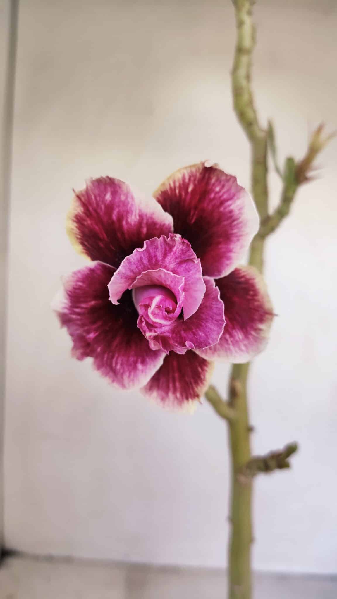 Planta Dobrada 3403 – 35cm – 03 anos - foto 3